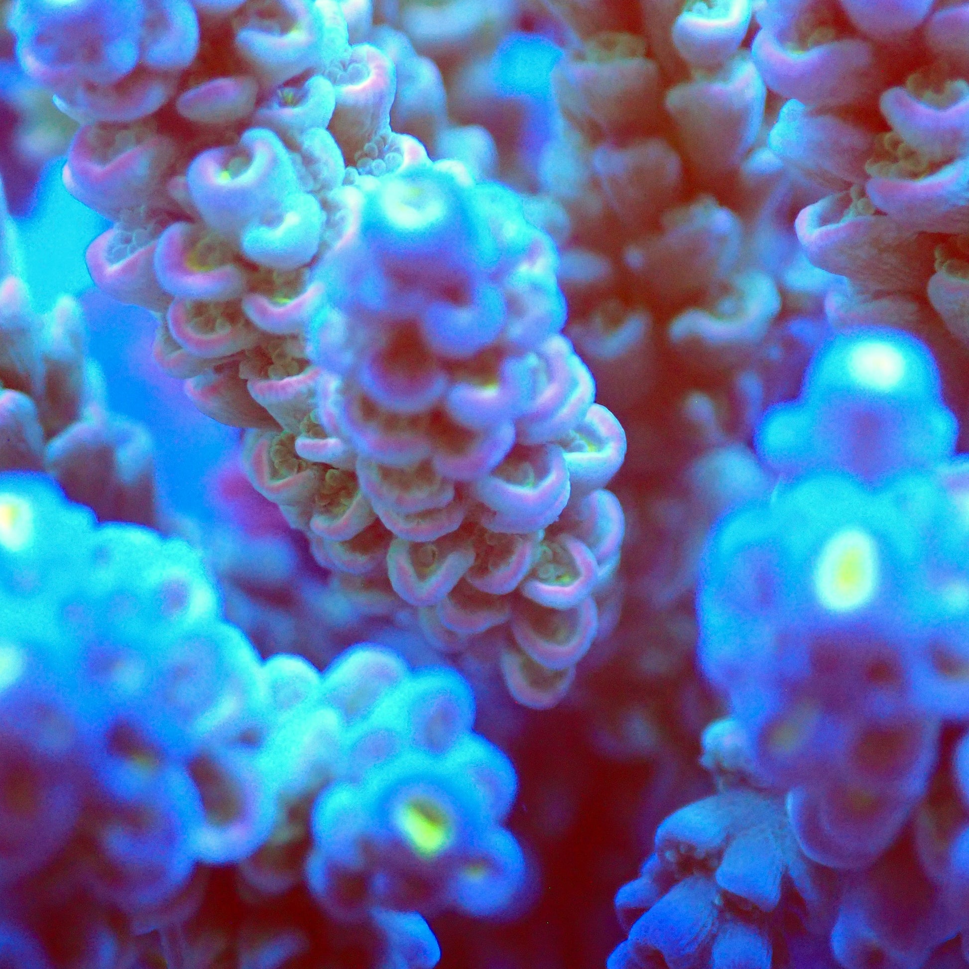 Acro Colony T2F3 macro