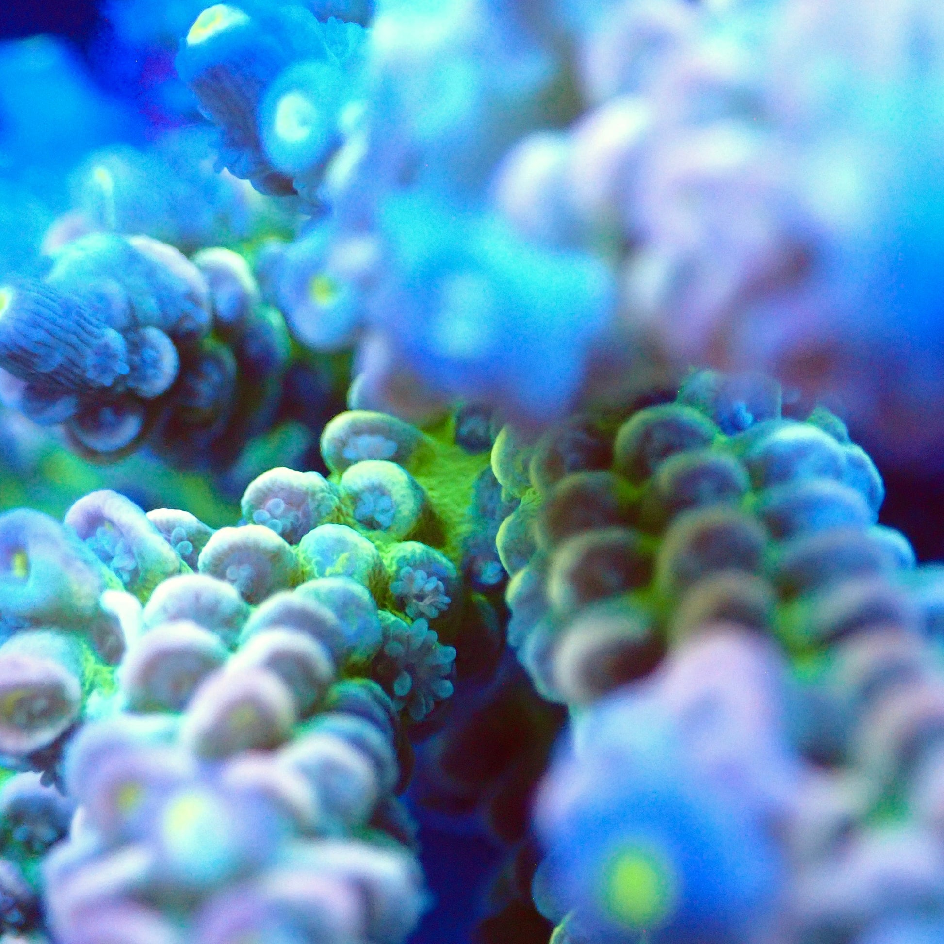 Acro Colony T2F4 macro