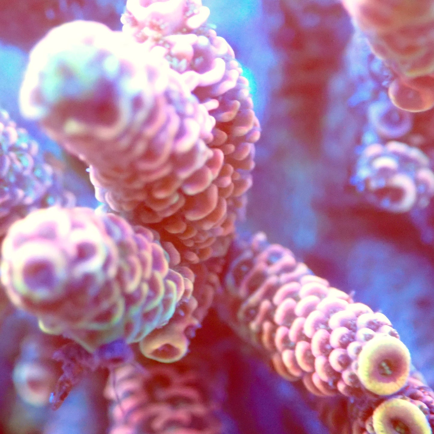 Acro Colony T2F6 macro
