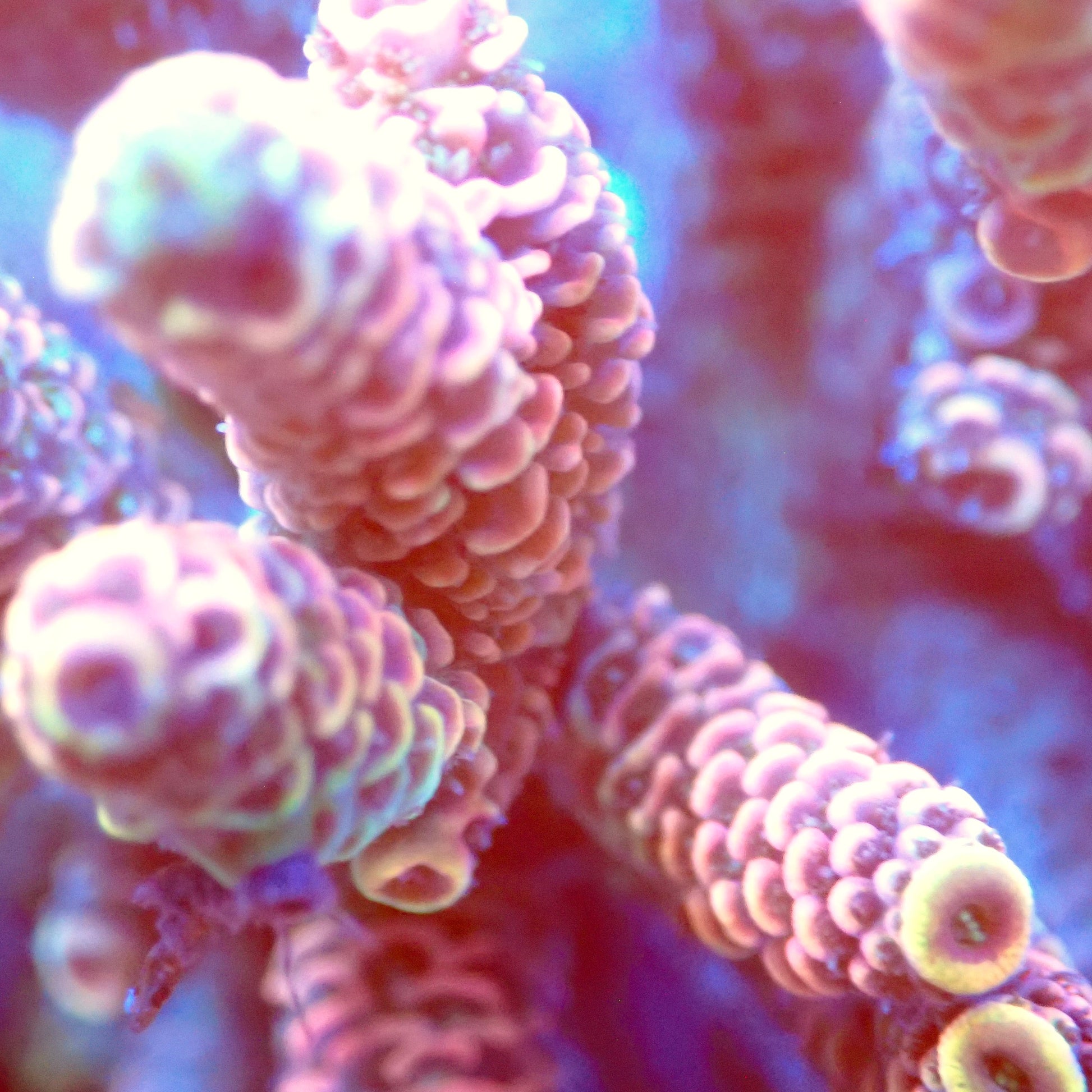 Acro Colony T2F6 macro