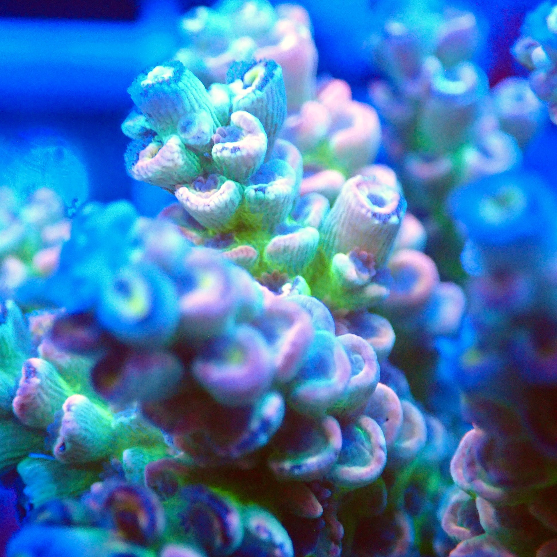 Acro Colony T2F7 macro
