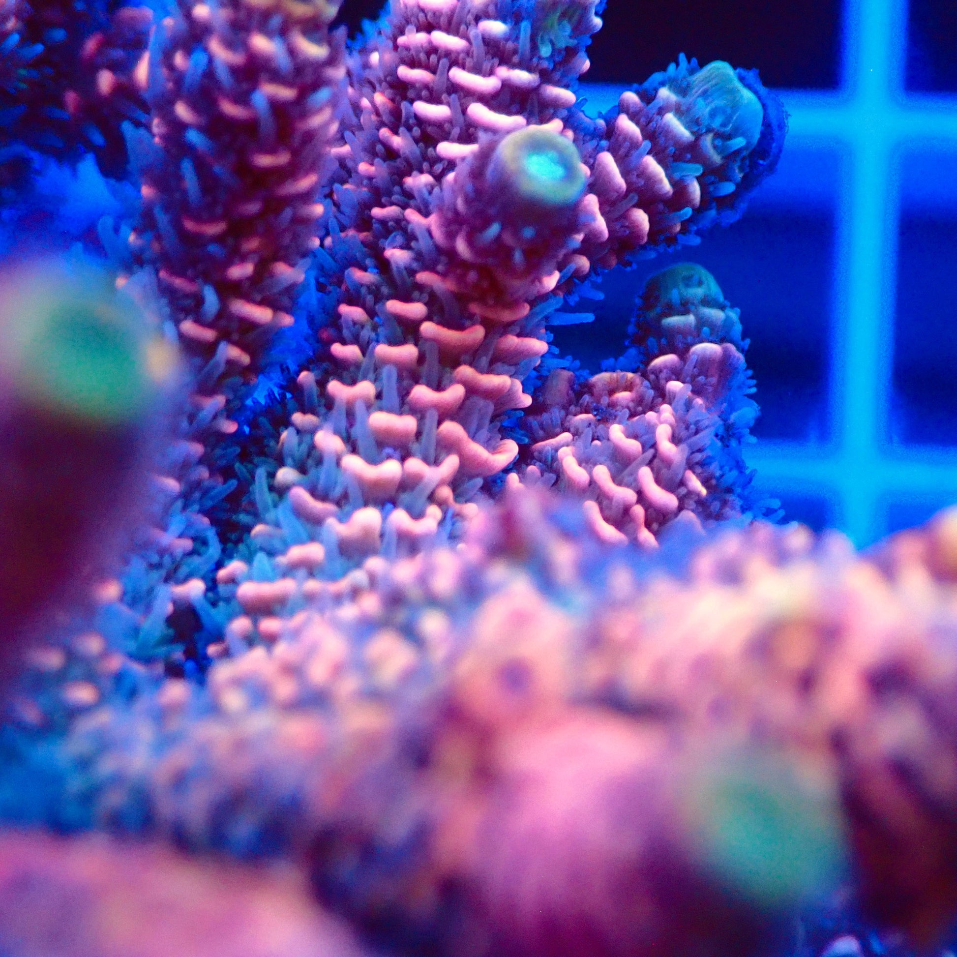 Acro Colony T2F8 macro