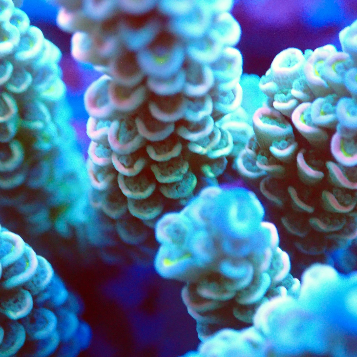 Acro Colony T2F9 macro