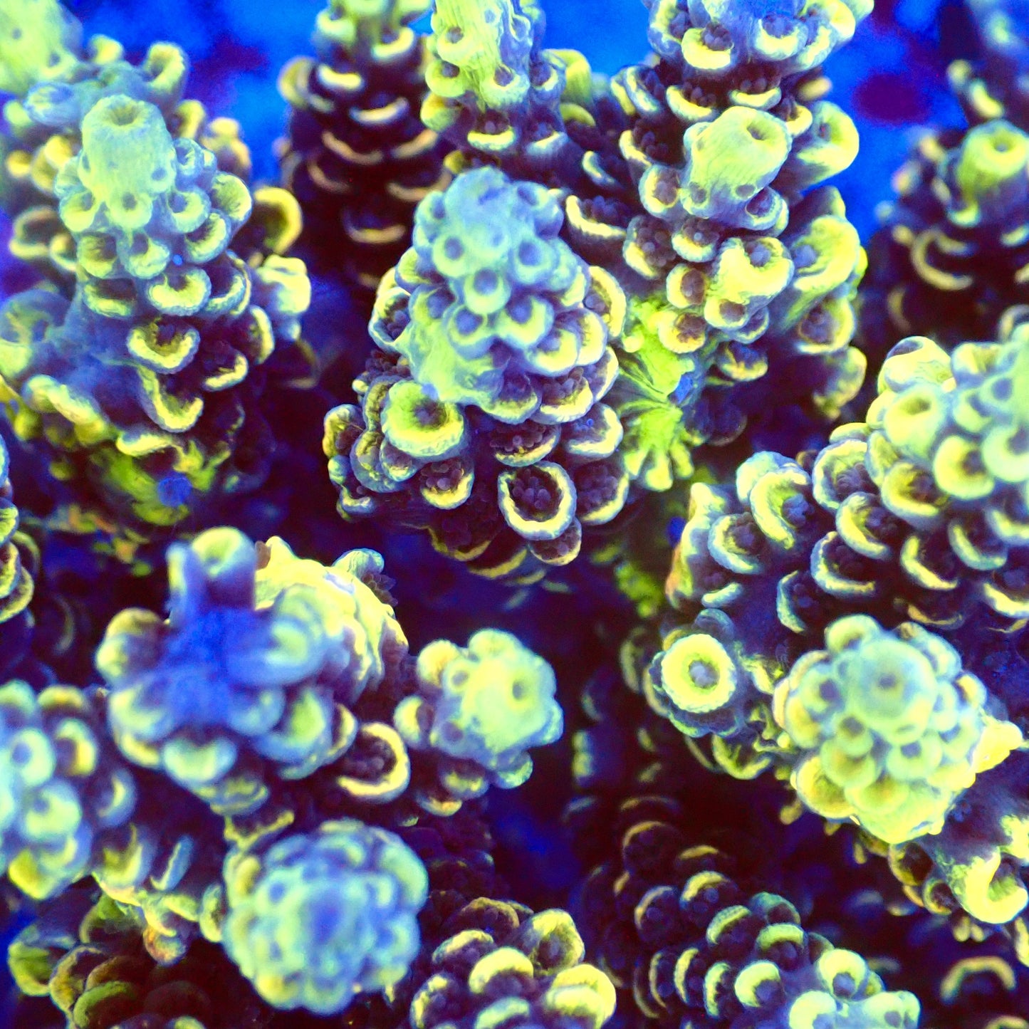 Acro Colony T2G10 macro