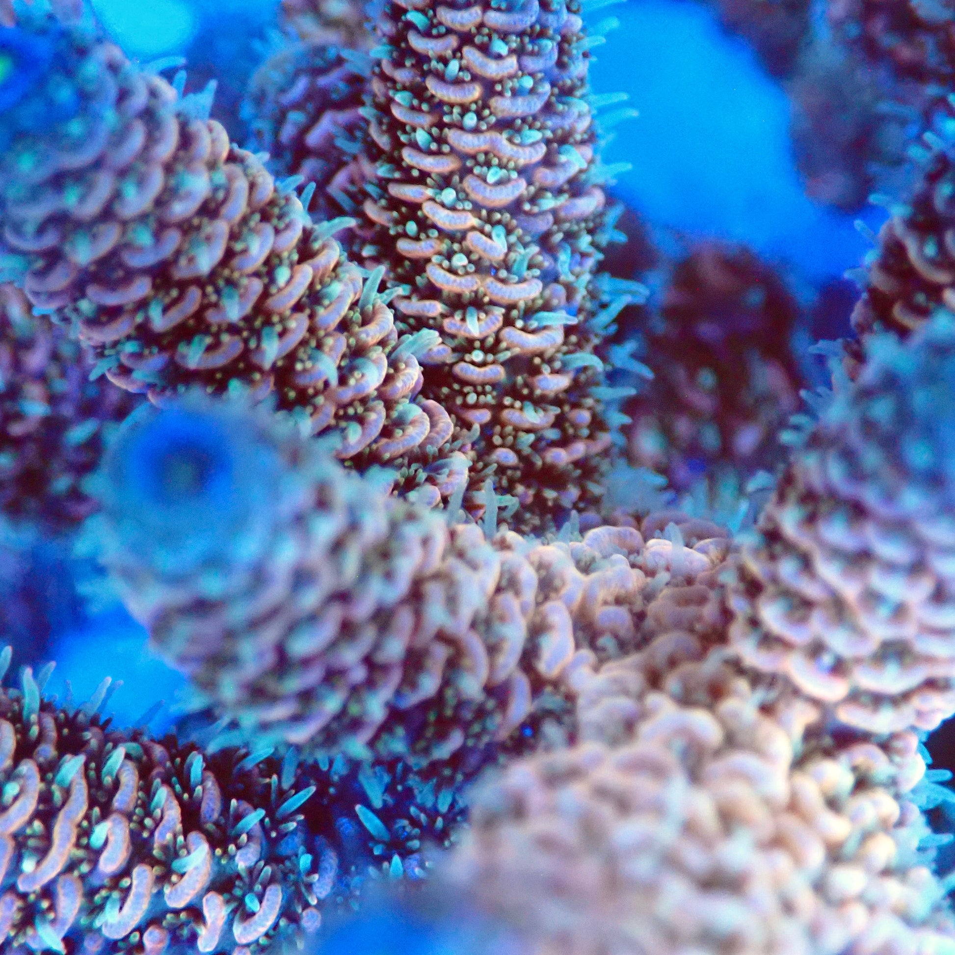 Acro Colony T2G1 macro