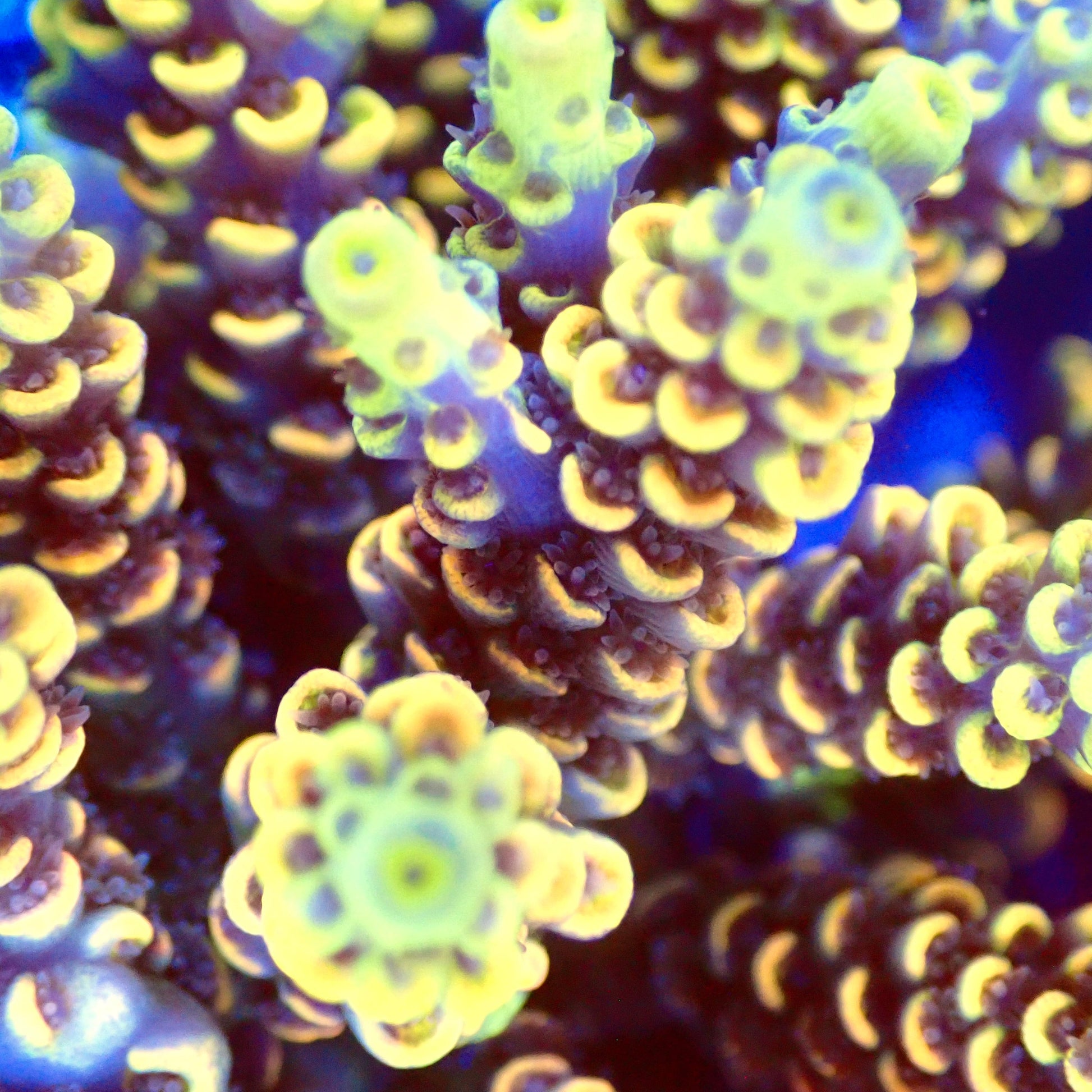 Acro Colony T2G2 macro