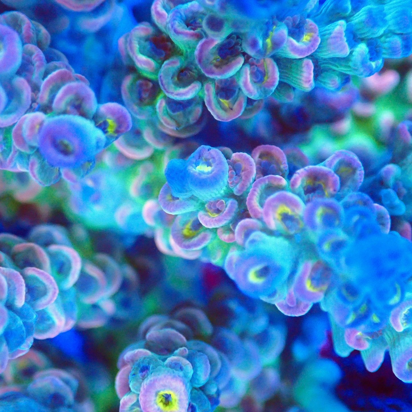 Acro Colony T2G3 macro