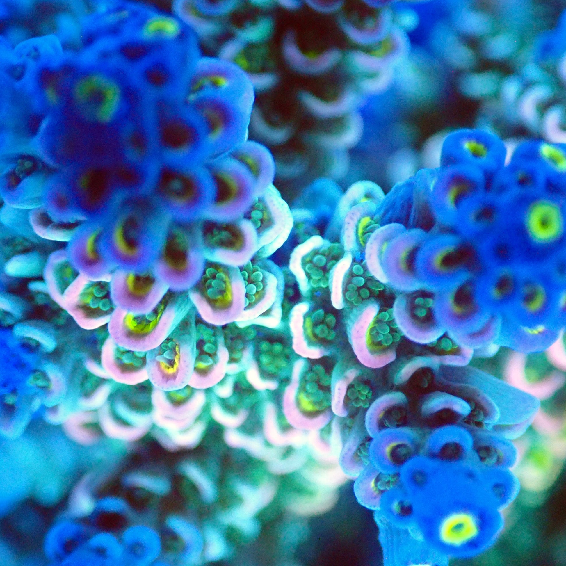 Acro Colony T2G4 macro