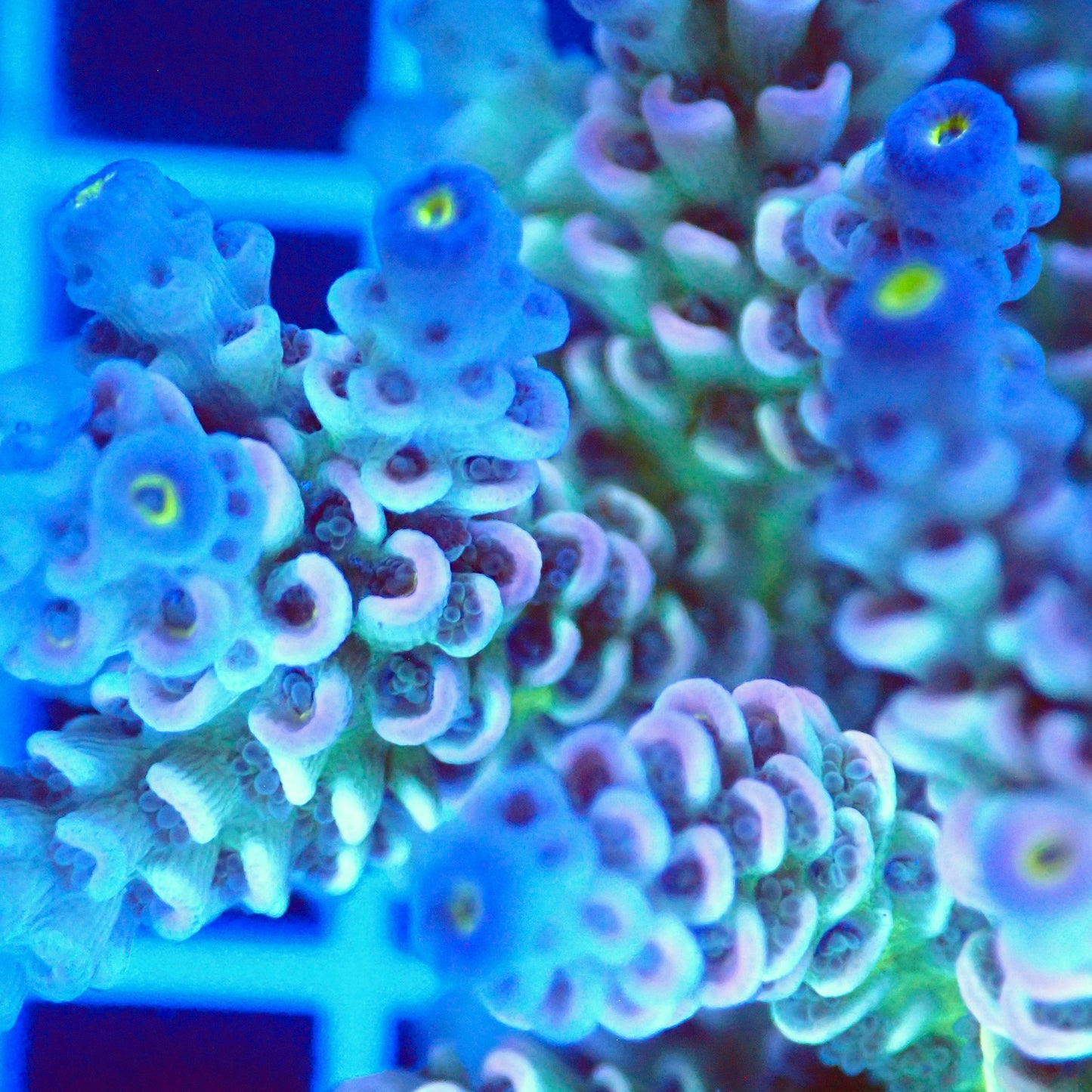 Acro Colony T2G5 macro