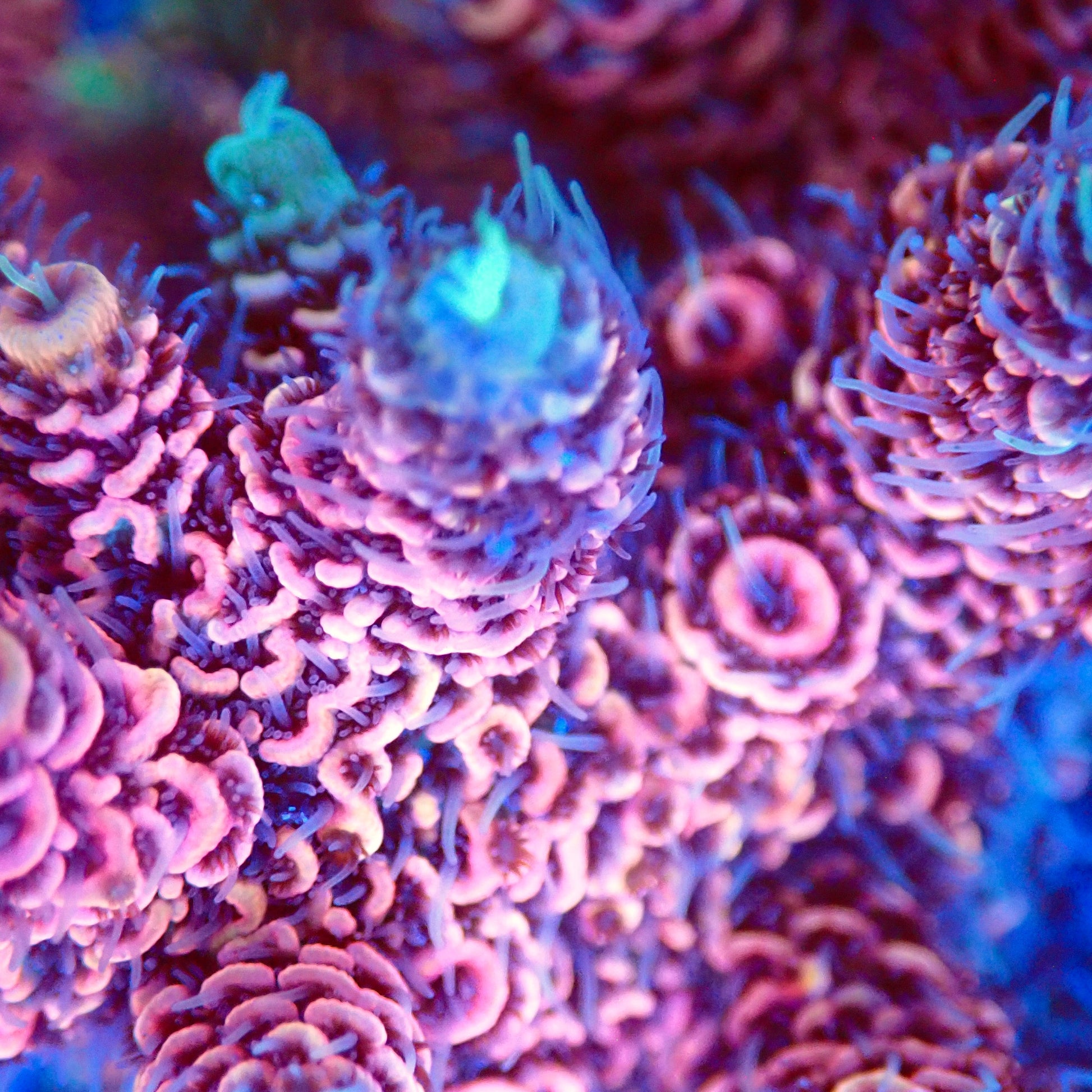 Acro Colony T2G6 macro