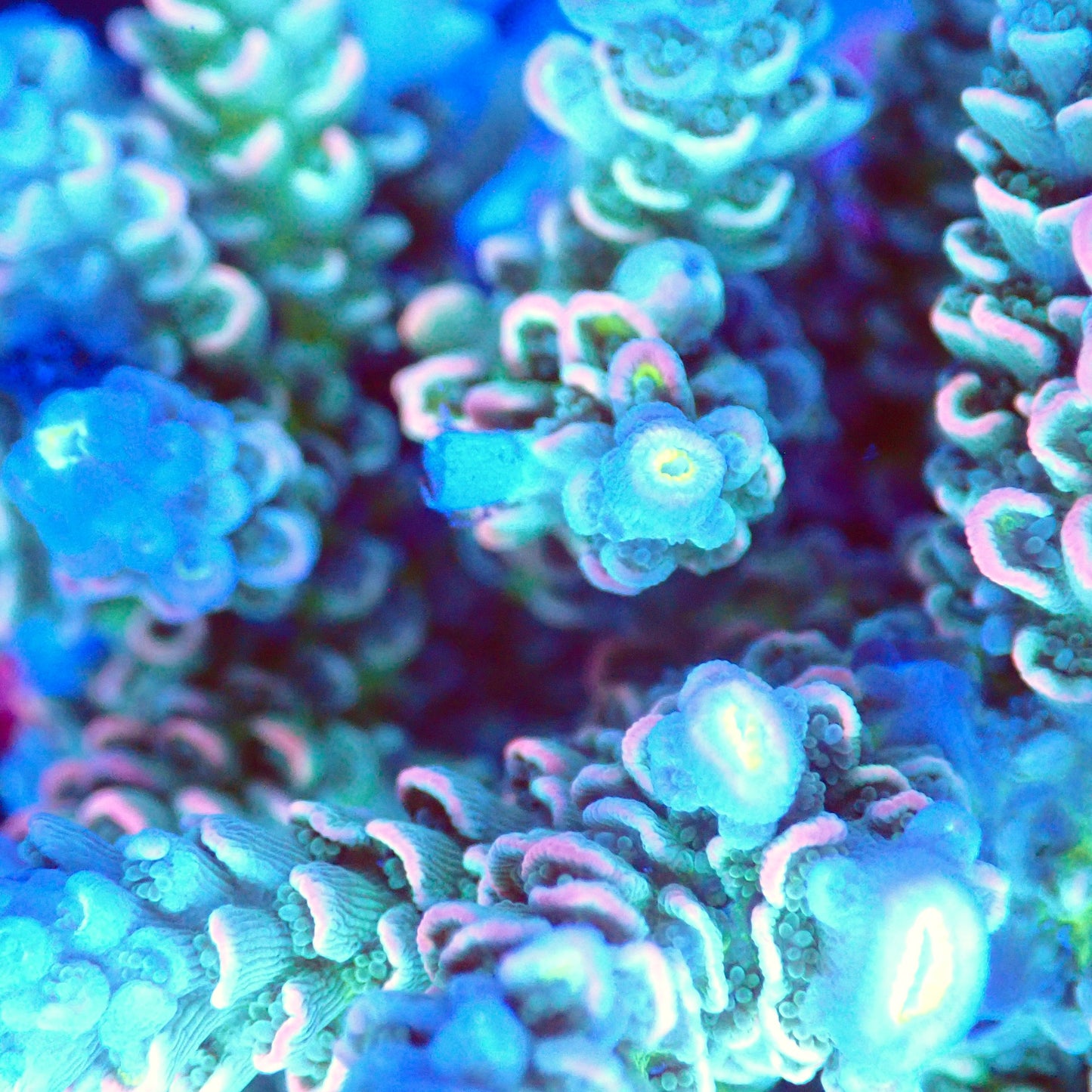 Acro Colony T2G7 macro