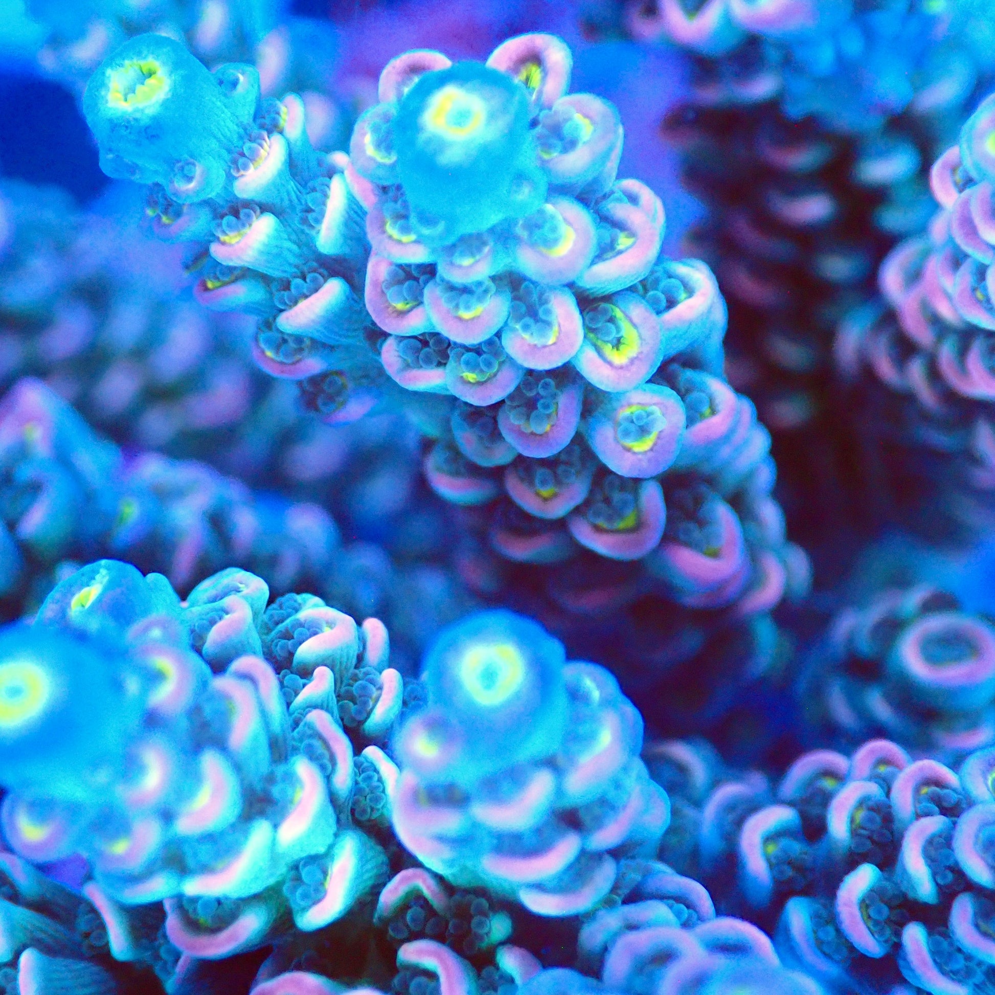 Acro Colony T2G9 macro