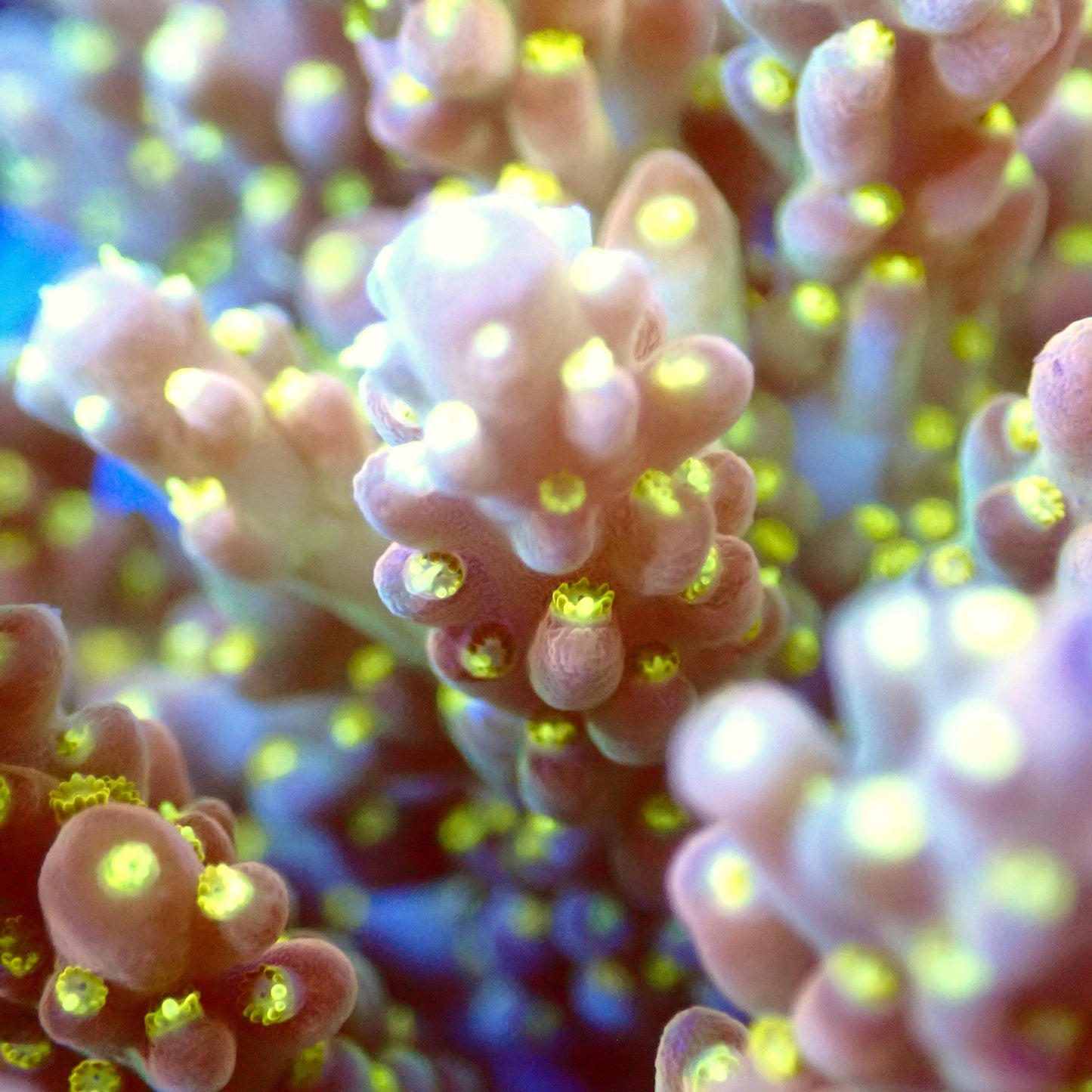 Acro Colony T3A1 macro