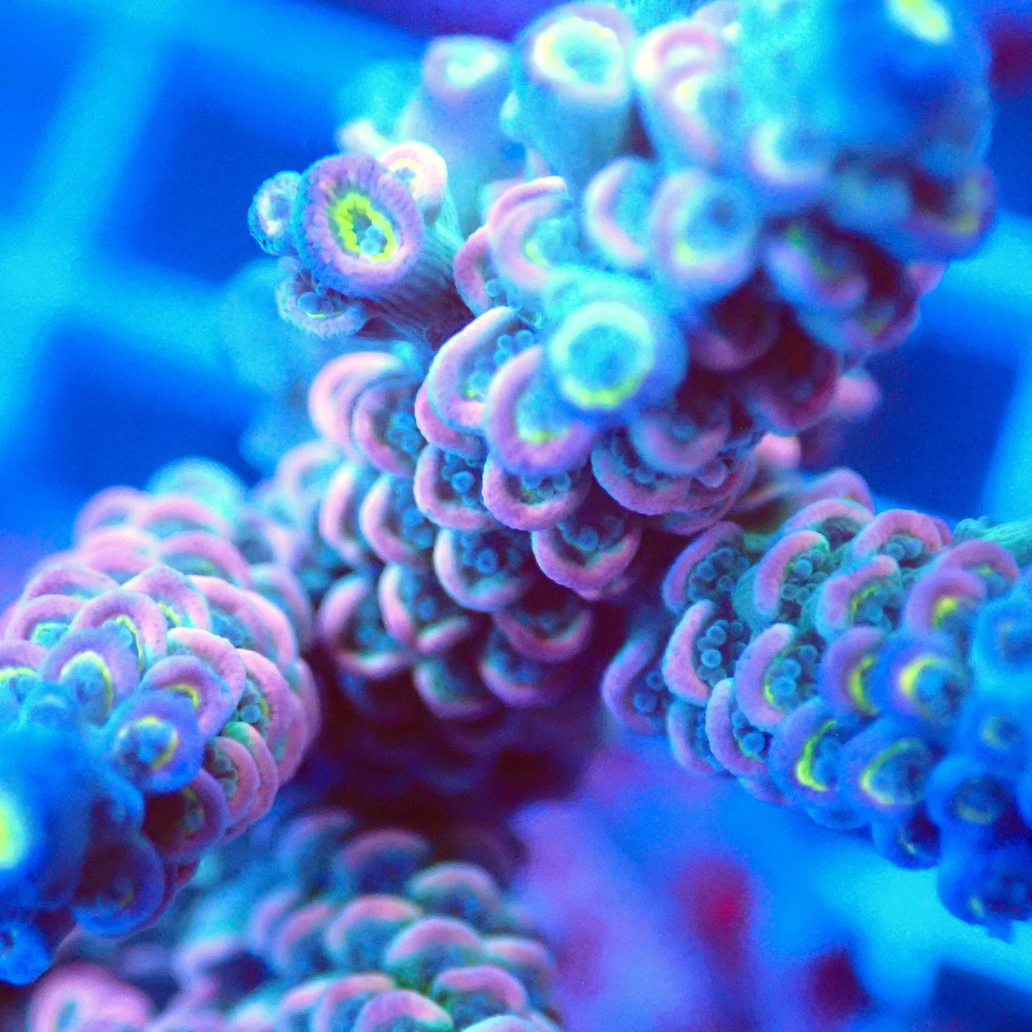 Acro Colony T3A2 macro