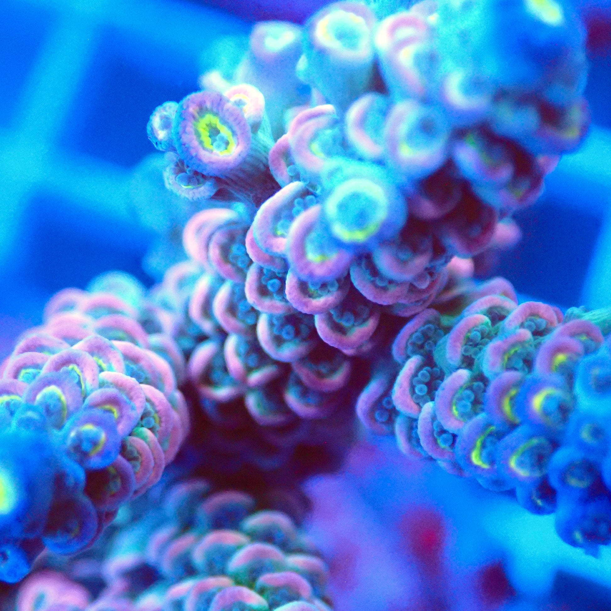 Acro Colony T3A2 macro