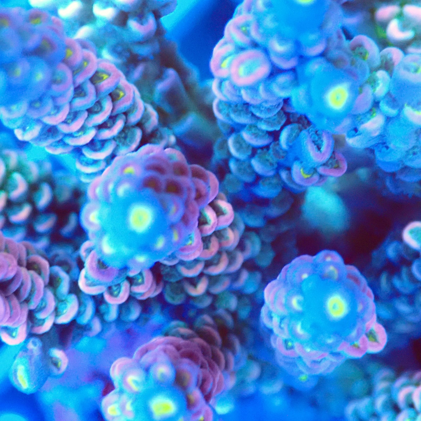 Acro Colony T3A4 macro
