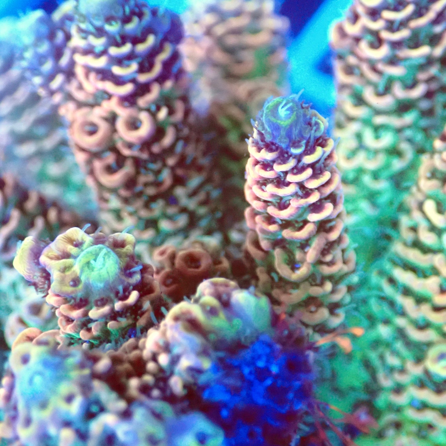 Acro Colony T3A5 macro