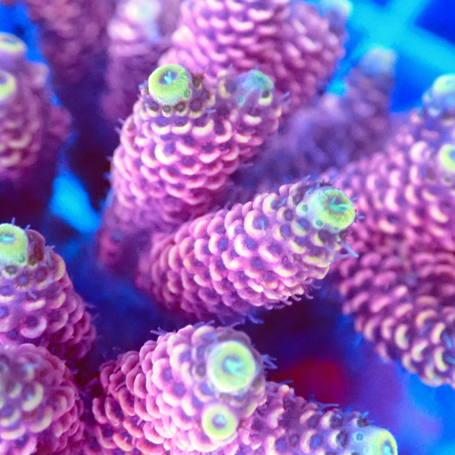 Acro Colony T3A6 macro