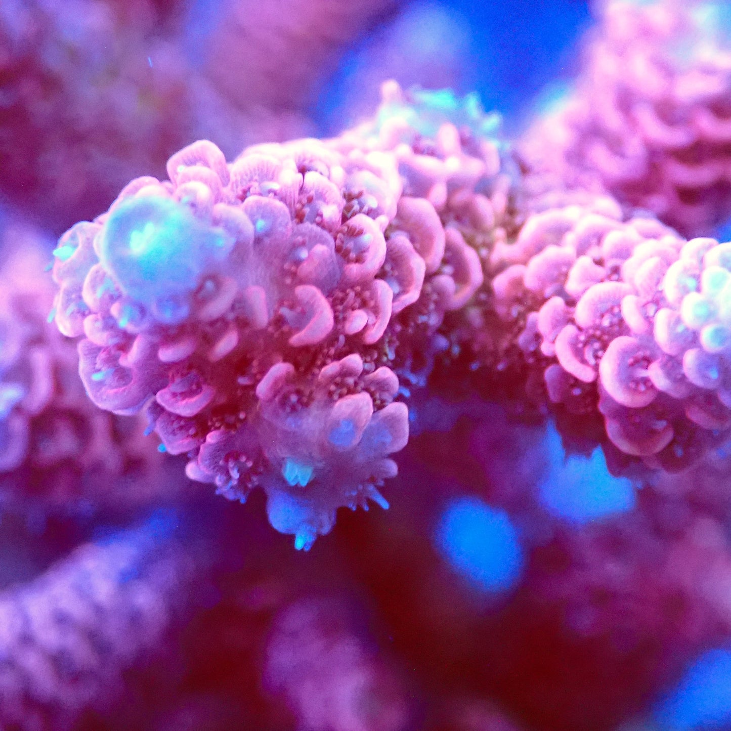 Acro Colony T3B2 macro