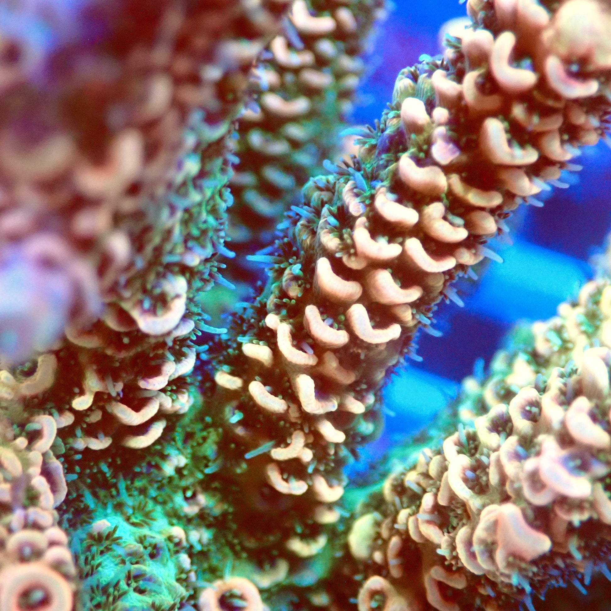 Acro Colony T3B3 macro