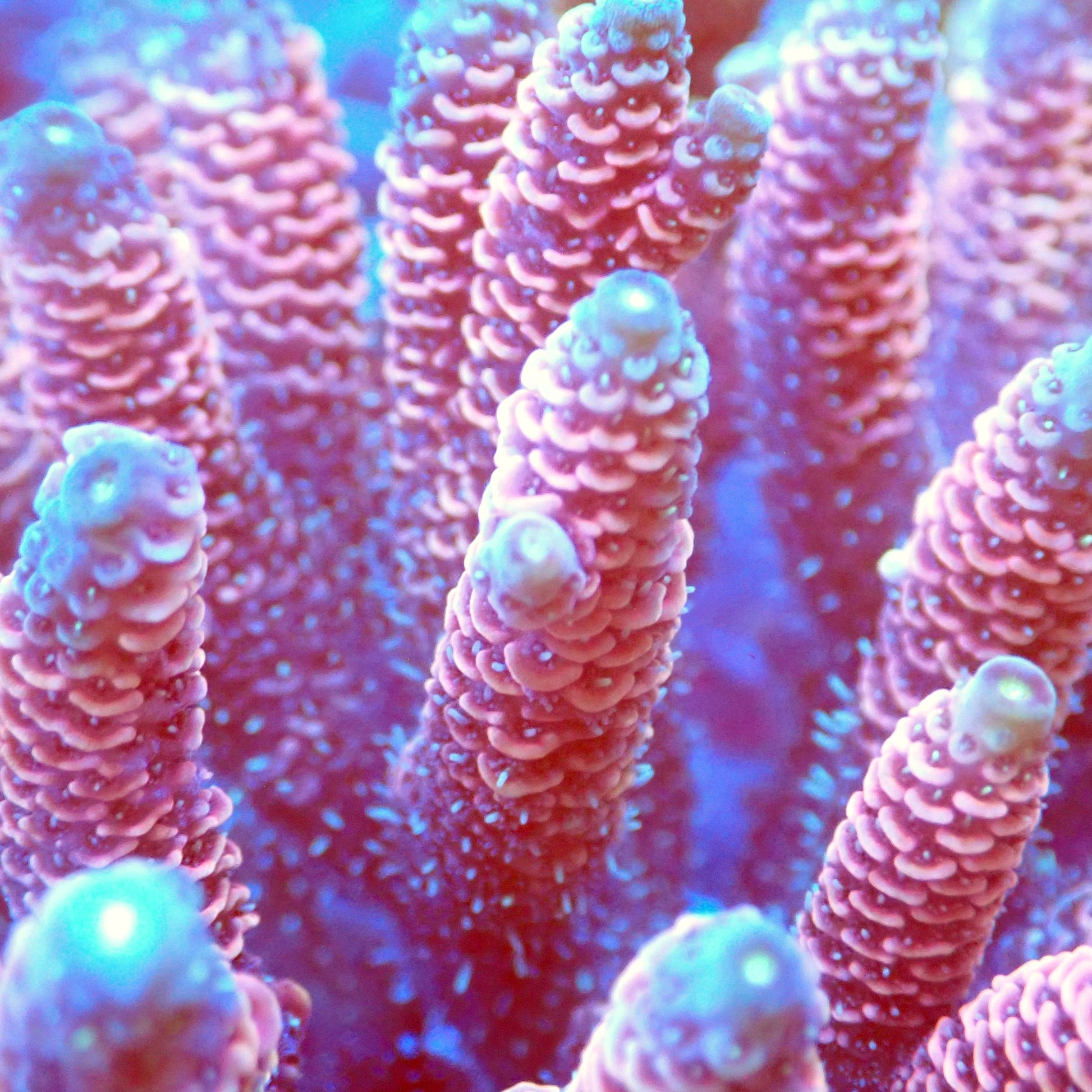 Acro Colony T3B4 macro