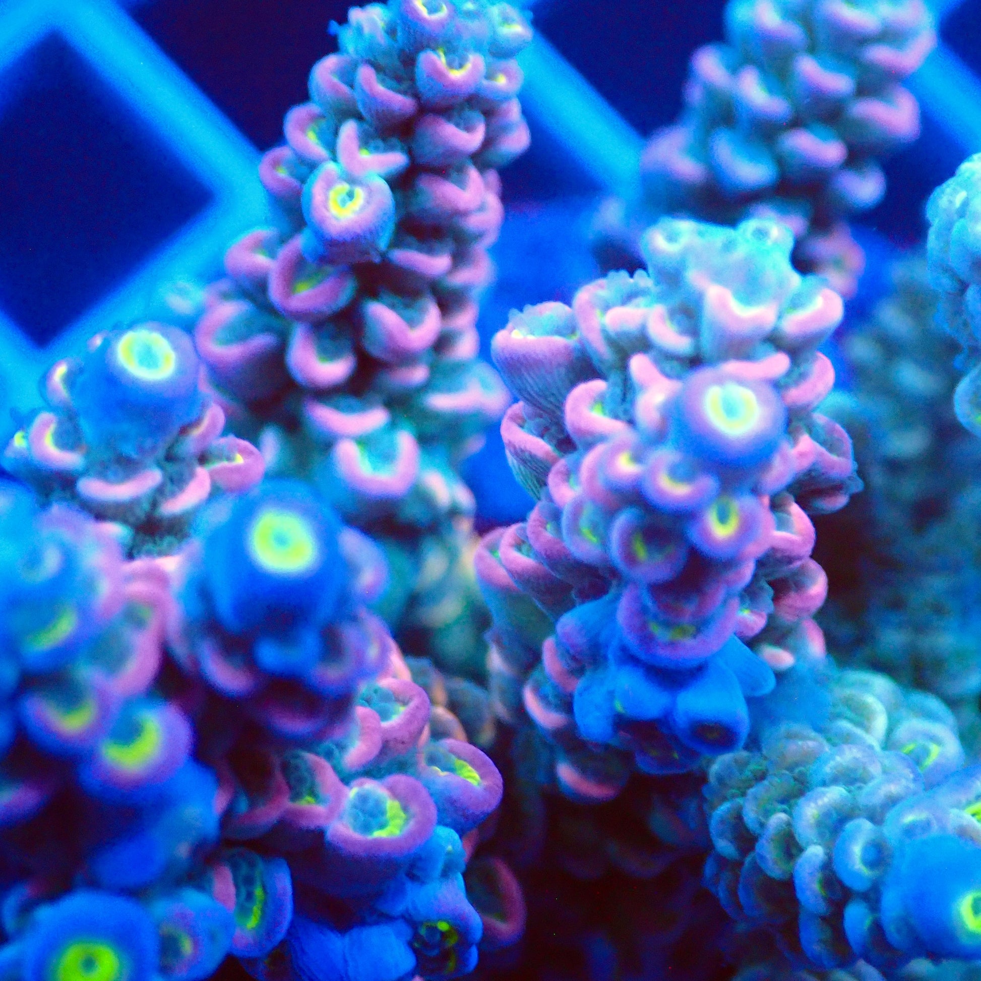 Acro Colony T3C2 macro