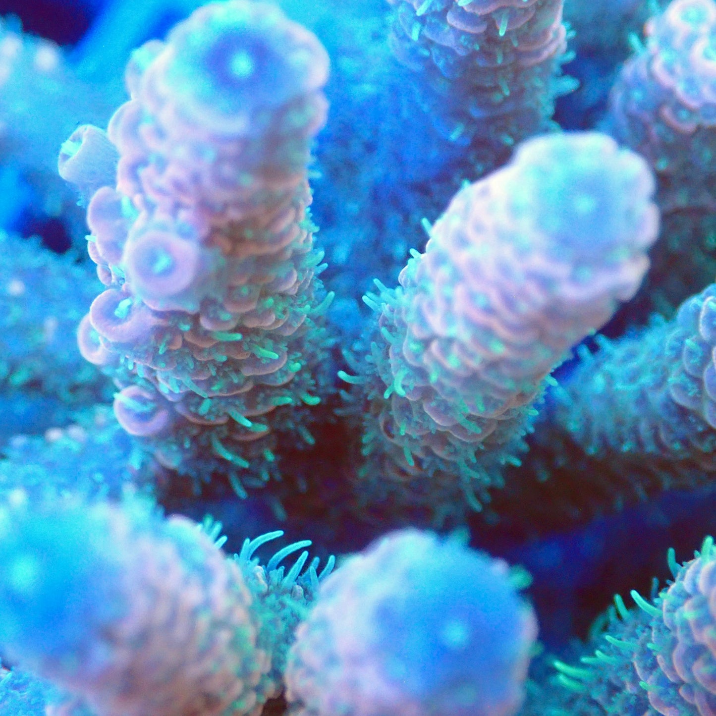 Acro Colony T3C4 macro