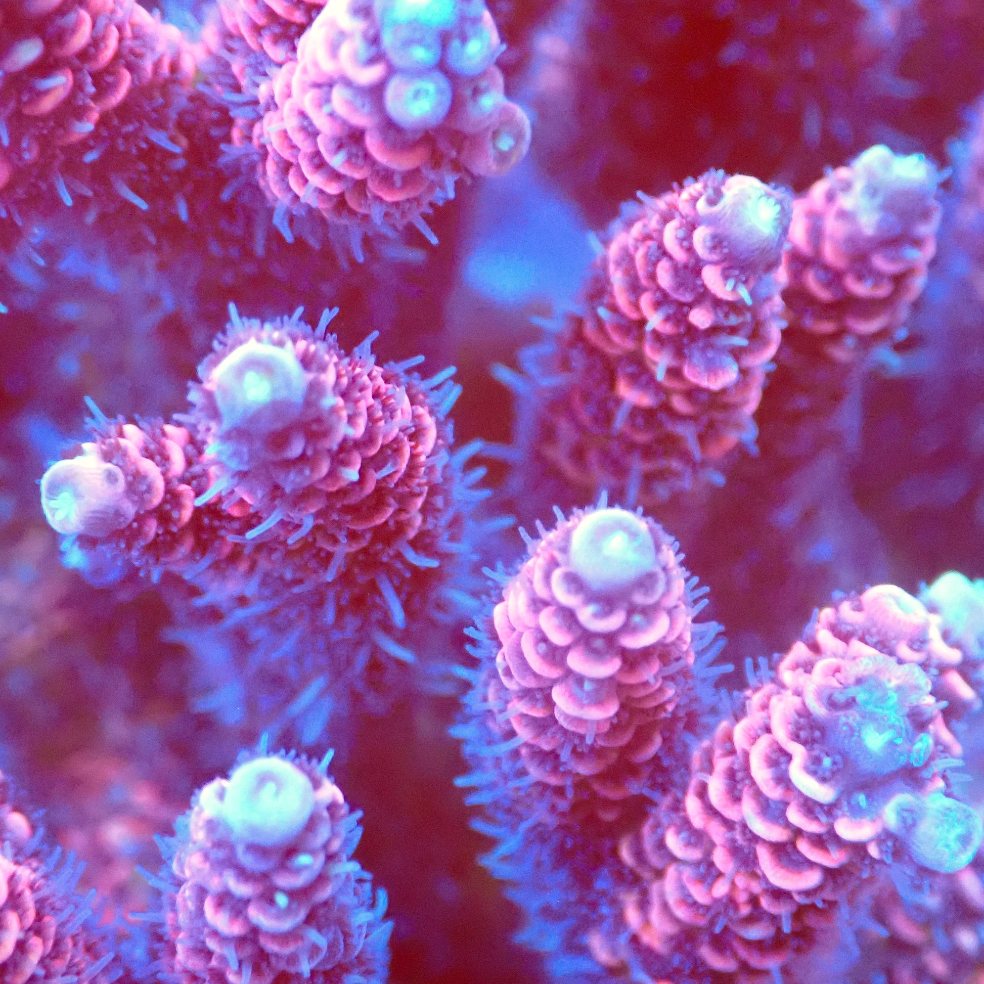 Acro Colony T3C5 macro