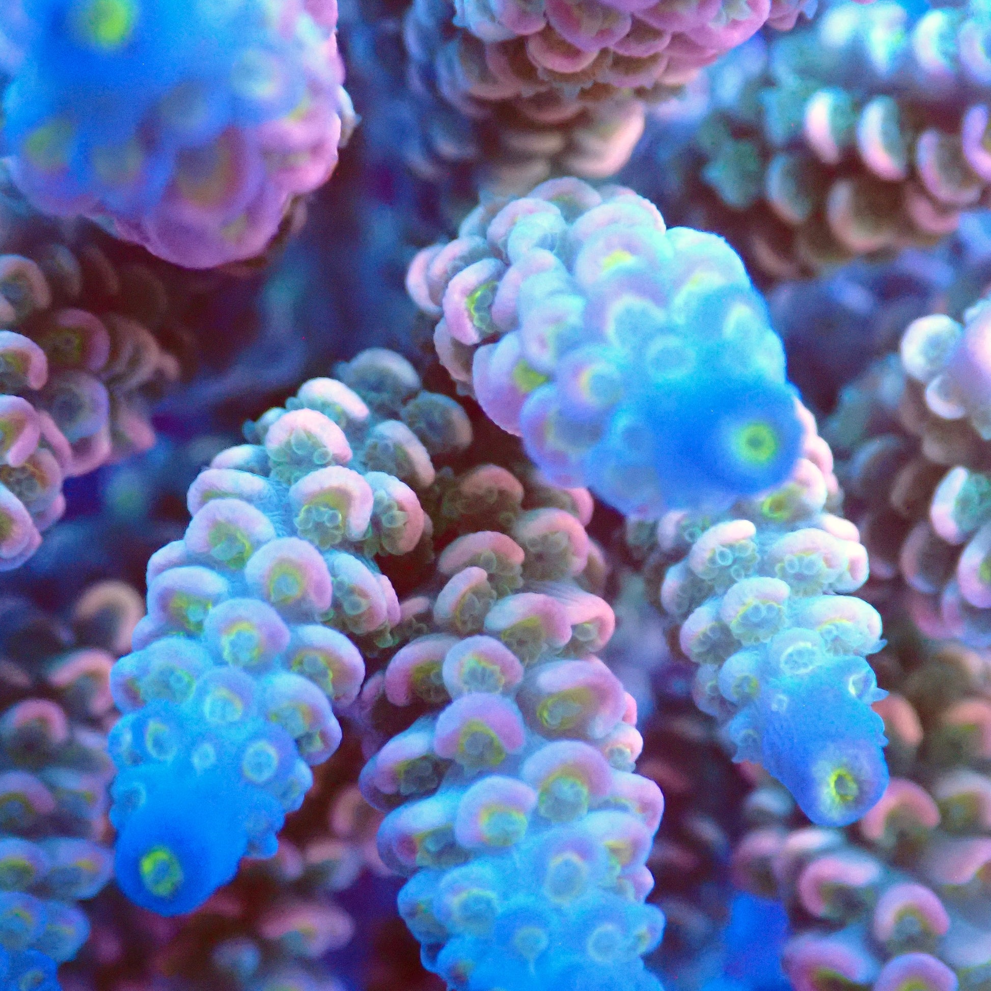 Acro Colony T3D1 macro