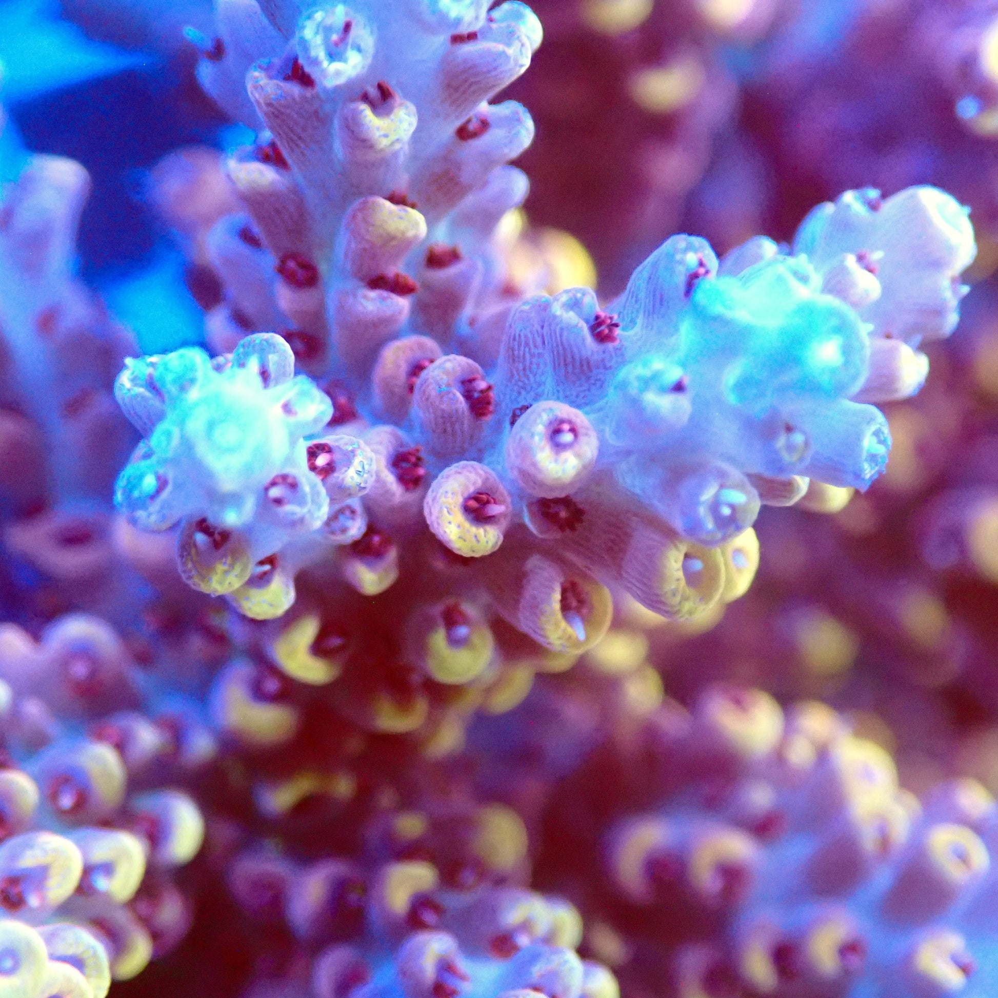 Acro Colony T3D2 macro