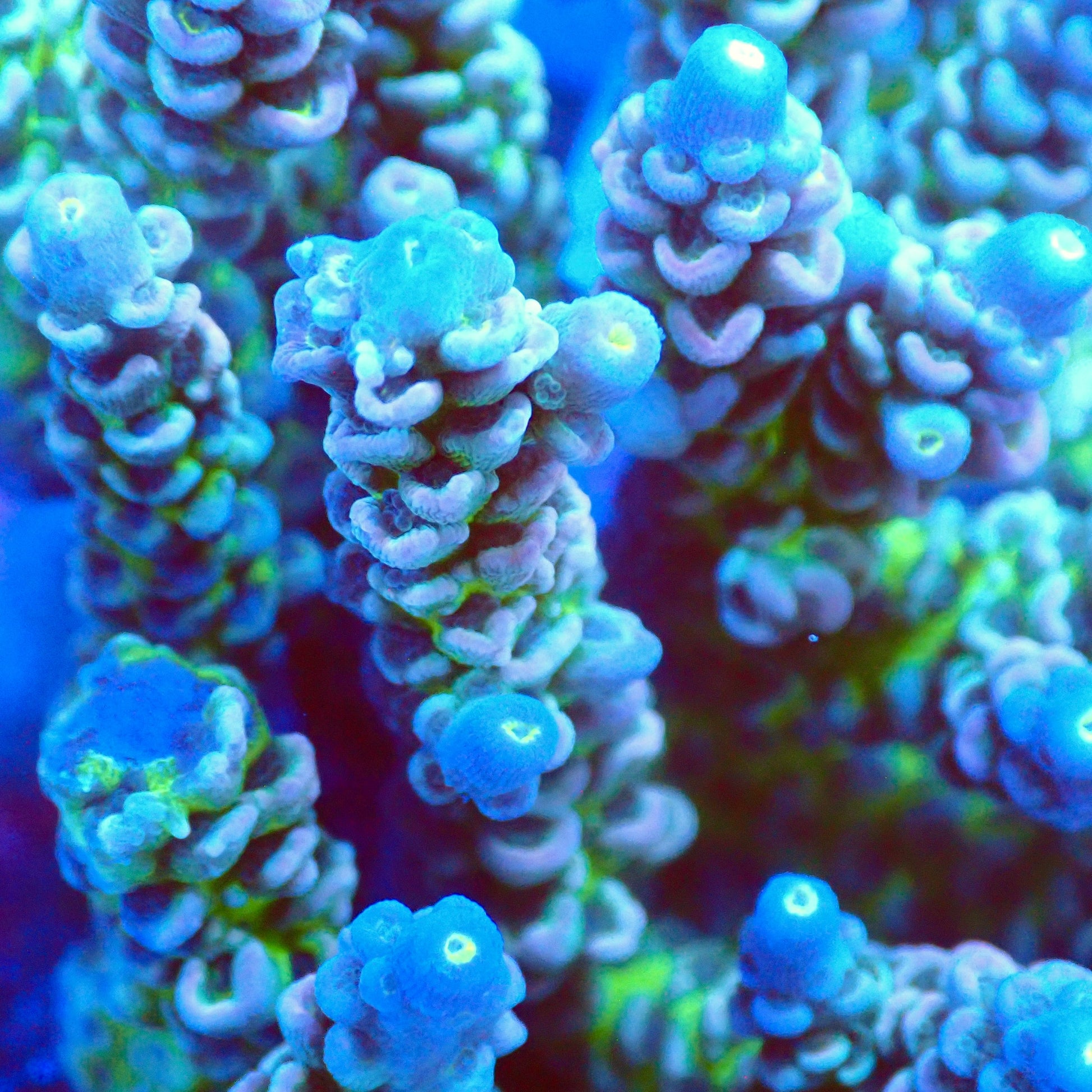 Acro Colony T3D3 macro