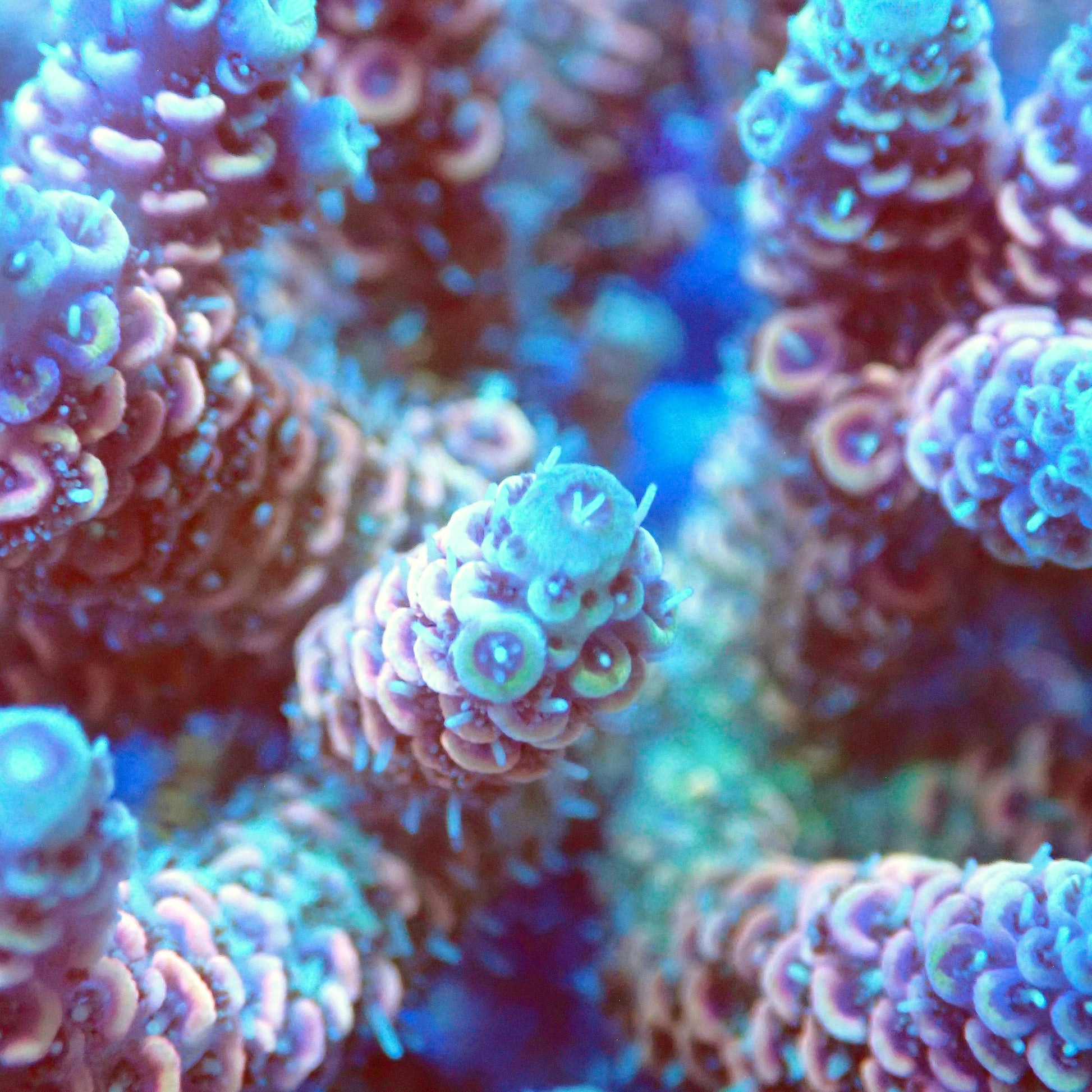 Acro Colony T3D4 macro