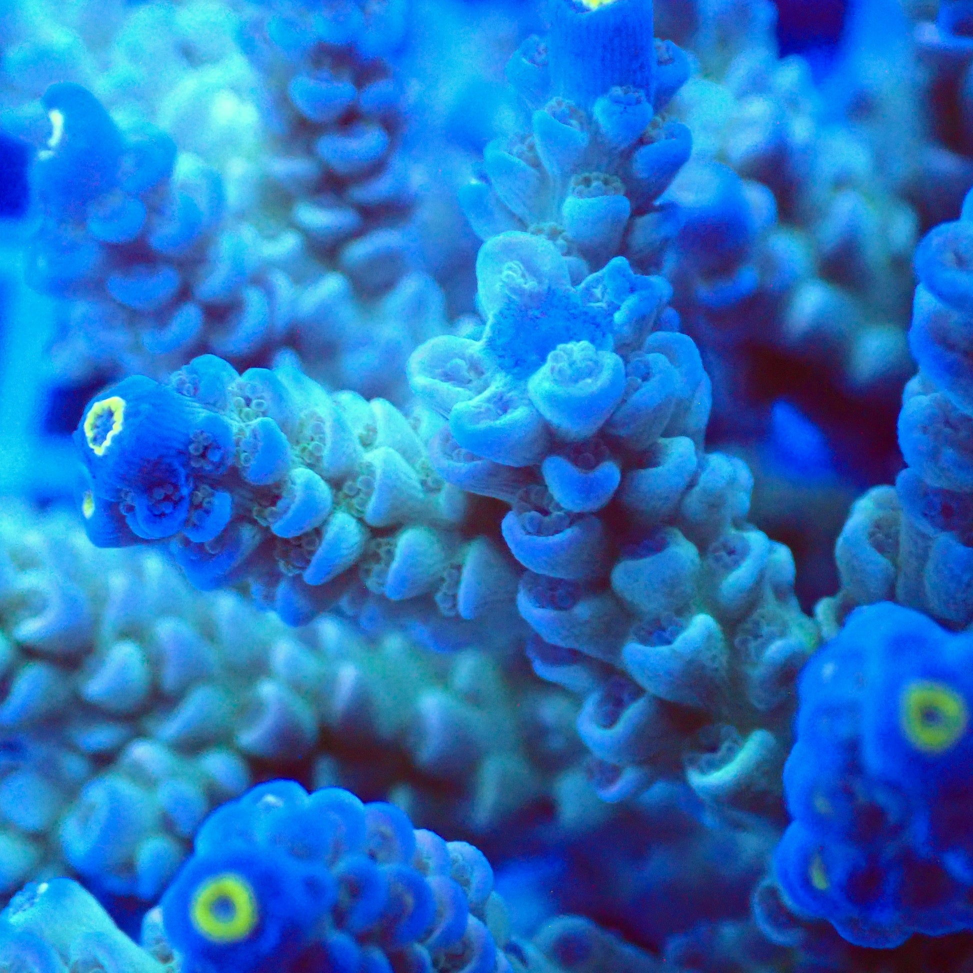 Acro Colony T3D5 macro