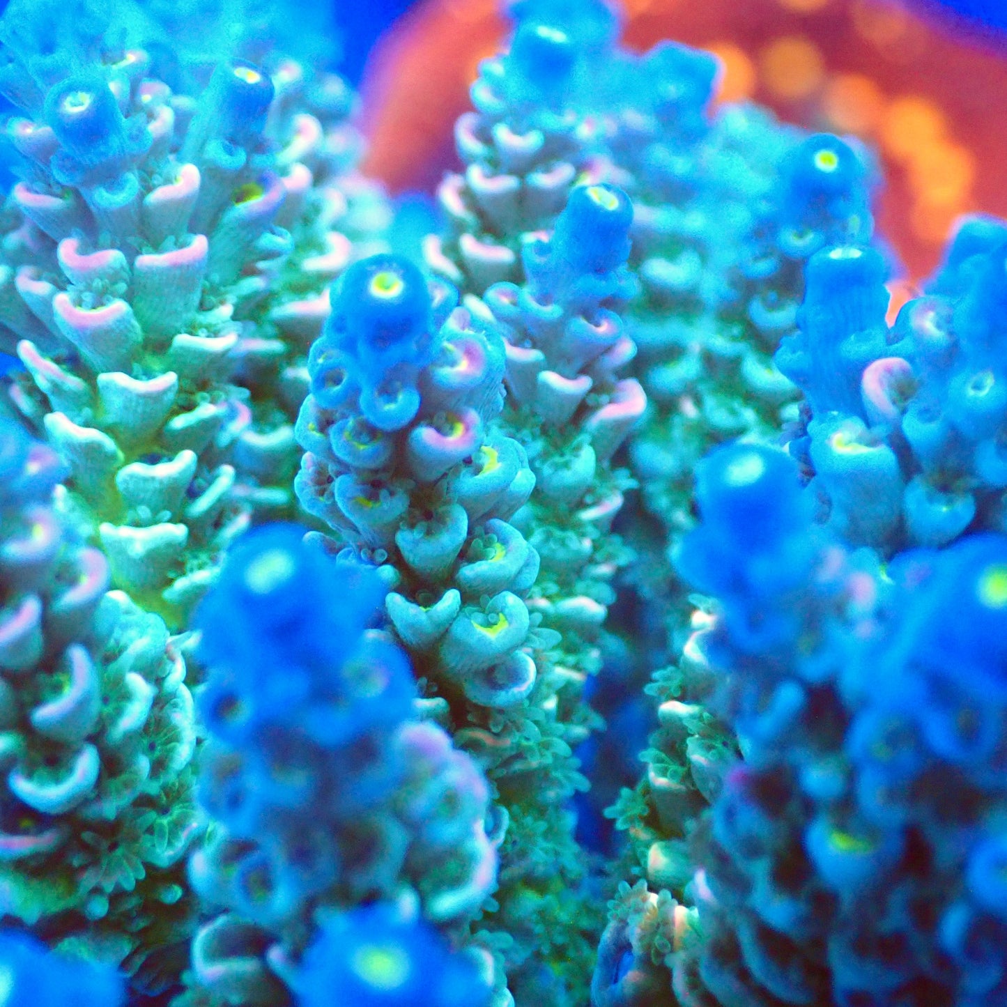 Acro Colony T3D6 macro