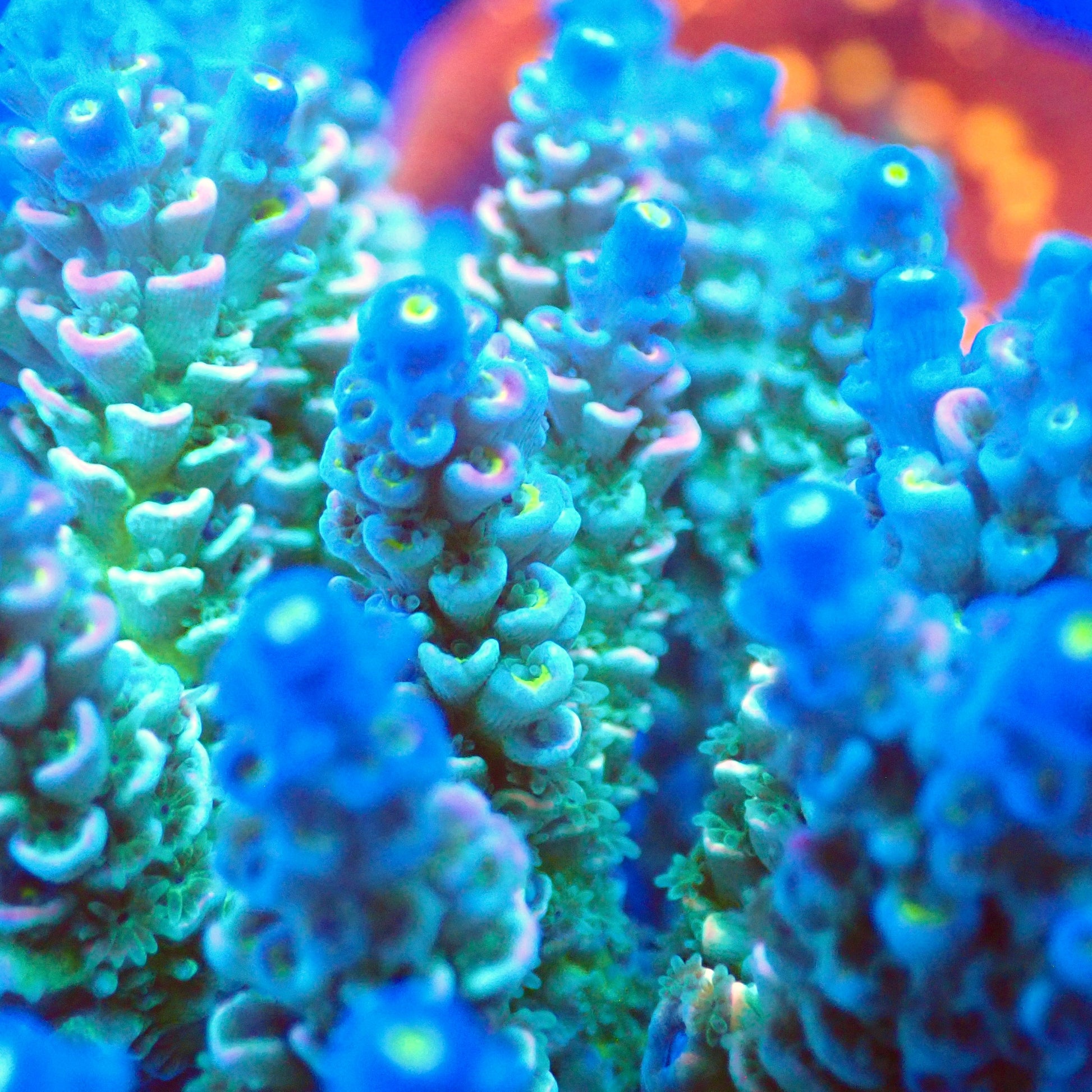 Acro Colony T3D6 macro