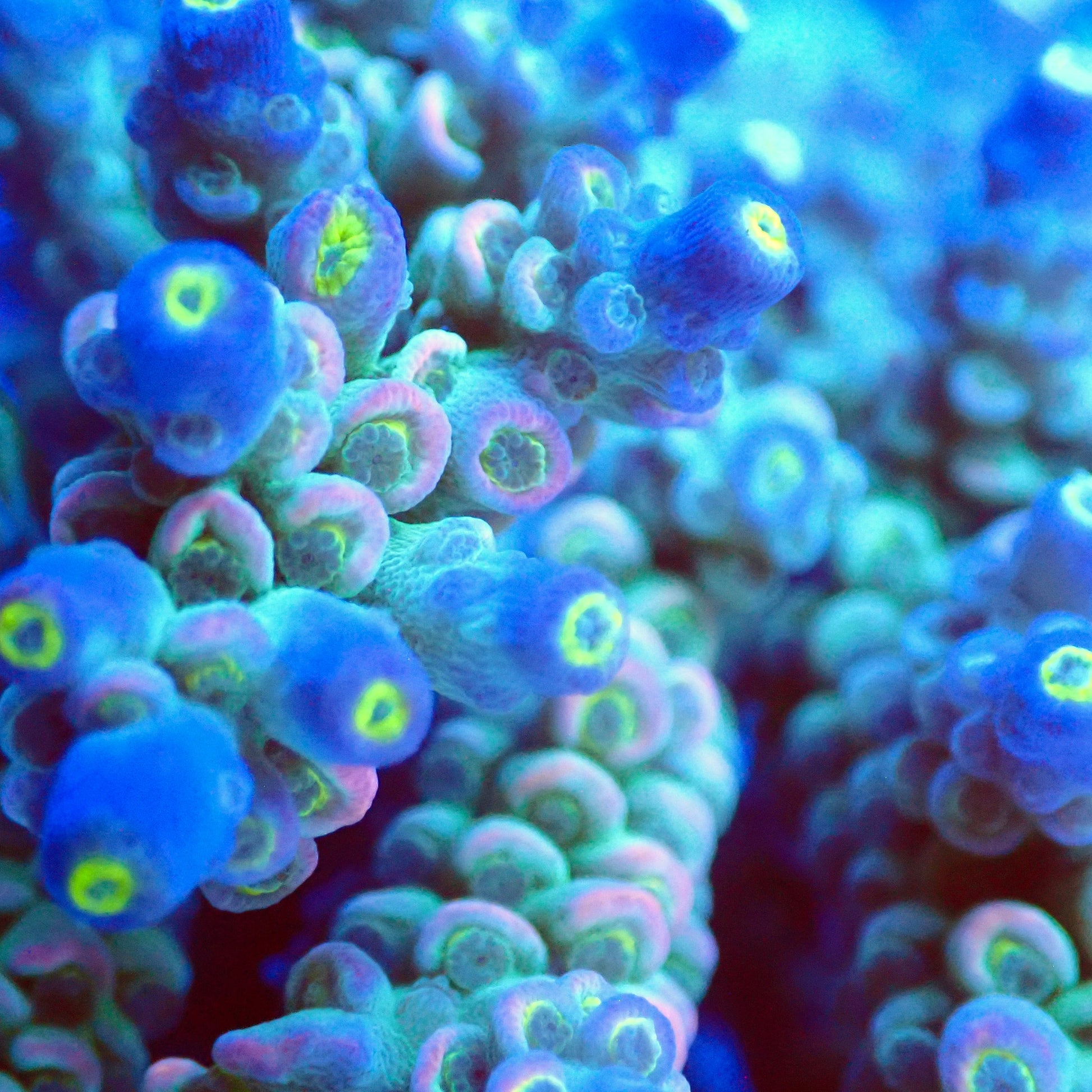 Acro Colony T3E1 macro