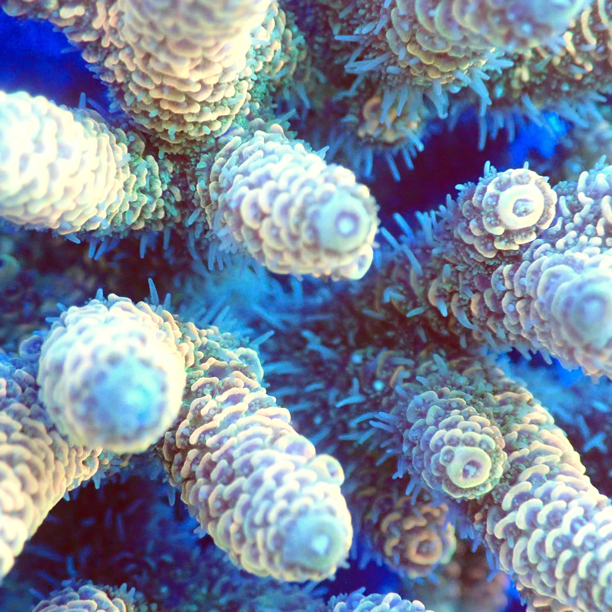 Acro Colony T3E3 macro