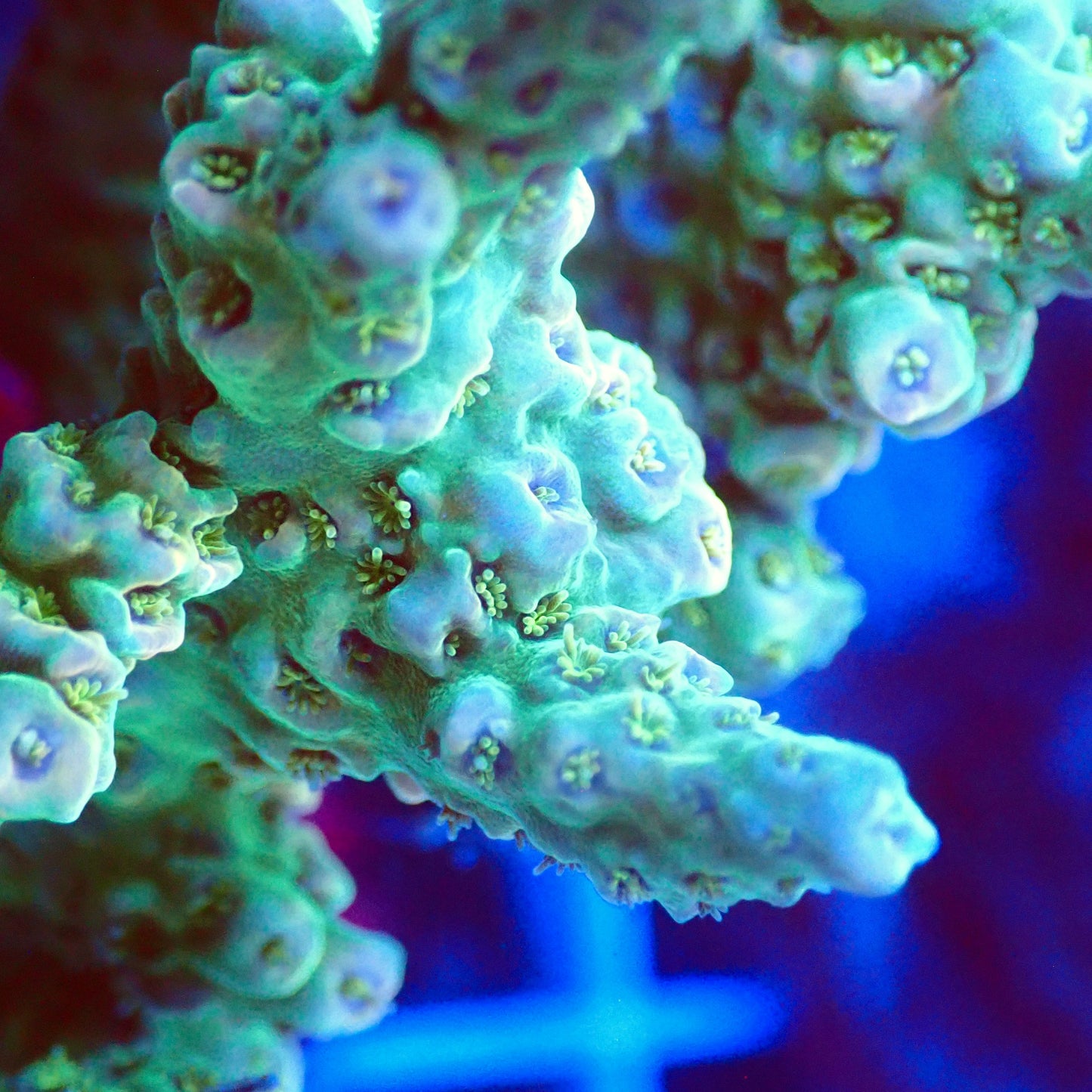 Acro Colony T3E4 macro