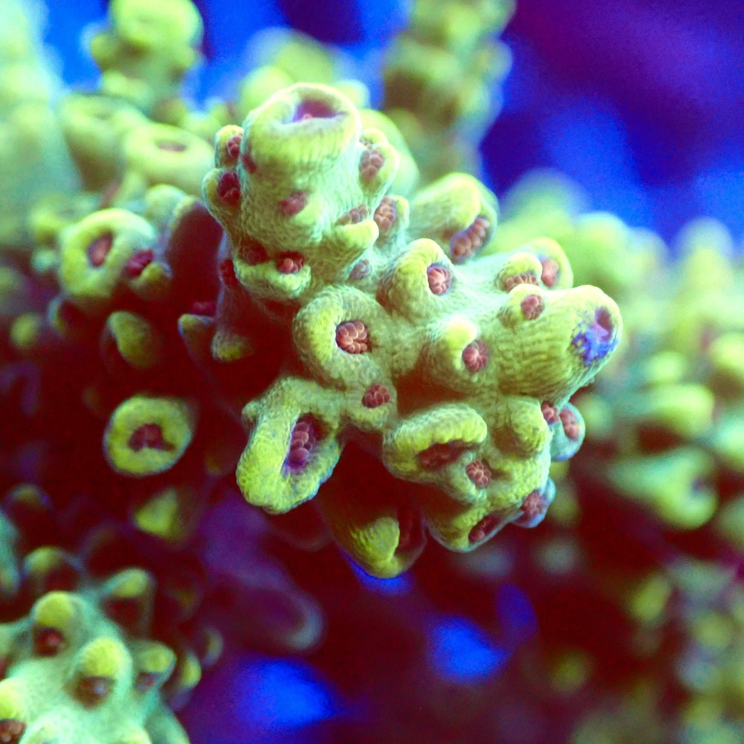 Acro Colony T3E5 macro