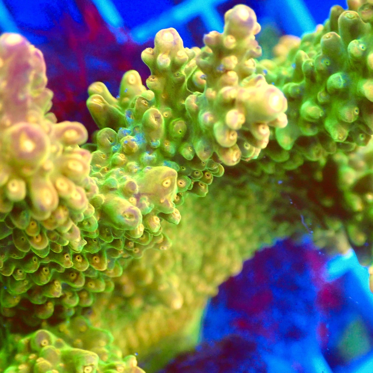 Acro Colony T3E6 macro