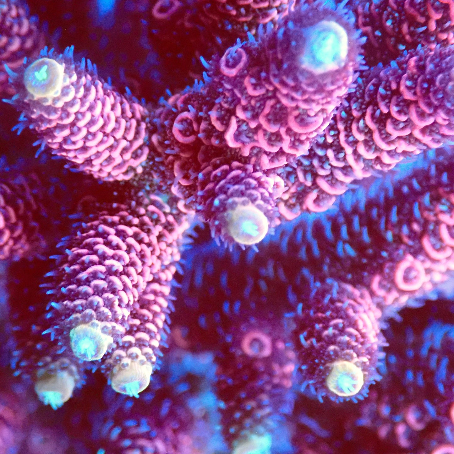 Acro Colony T3F1 macro