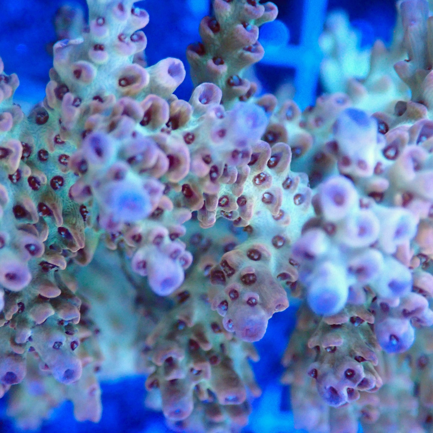 Acro Colony T3F2 macro