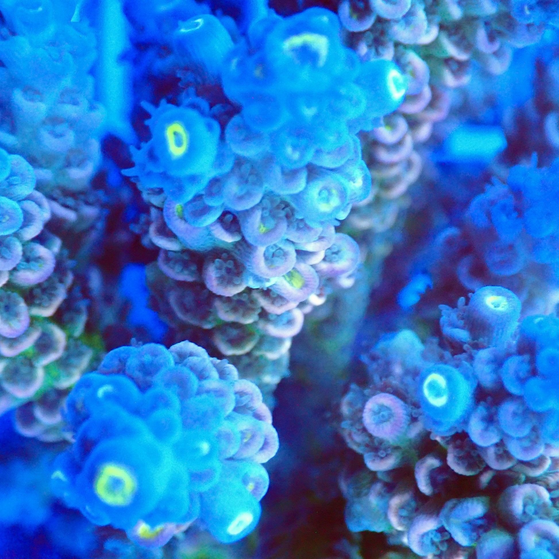Acro Colony T3F3 macro
