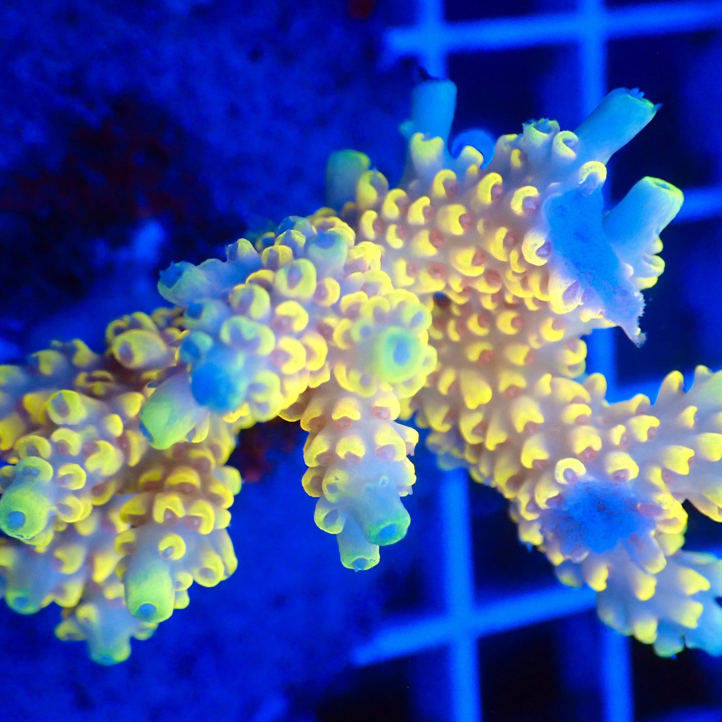 Acro Colony T3F5 macro