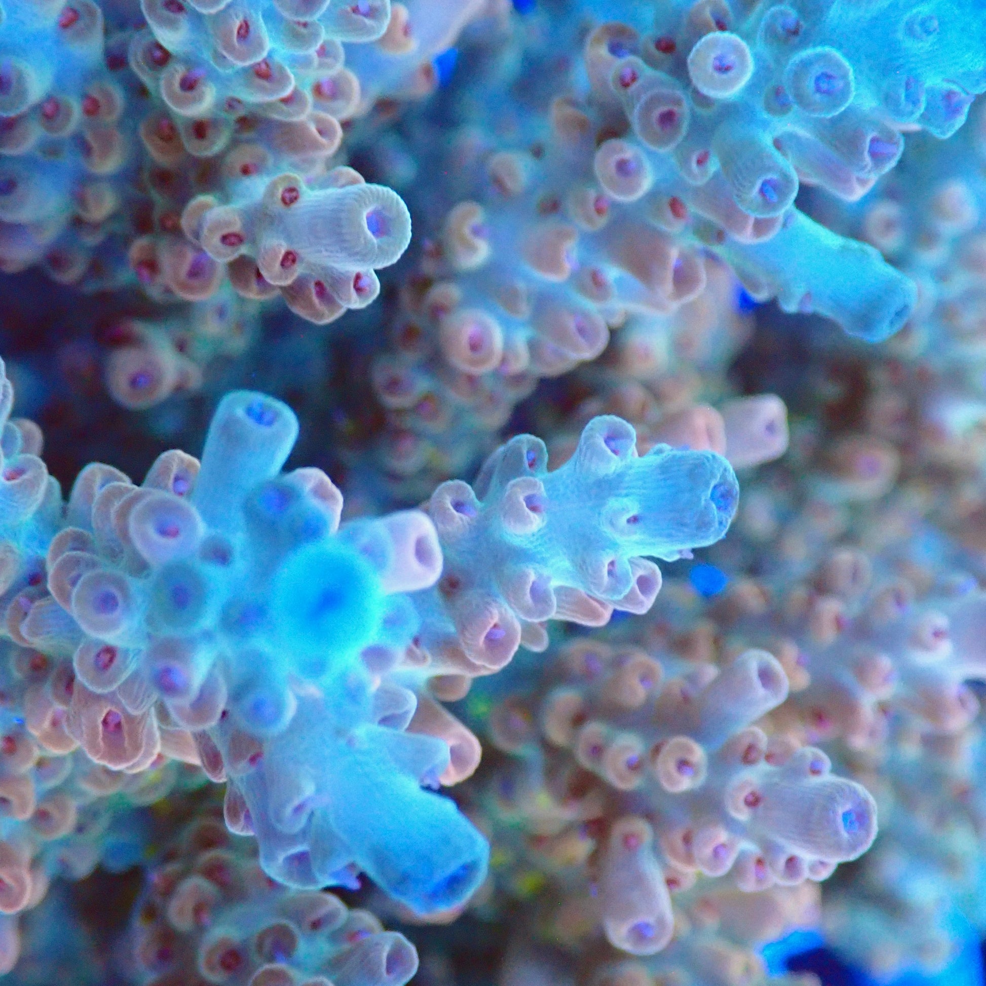 Acro Colony T3F6 macro