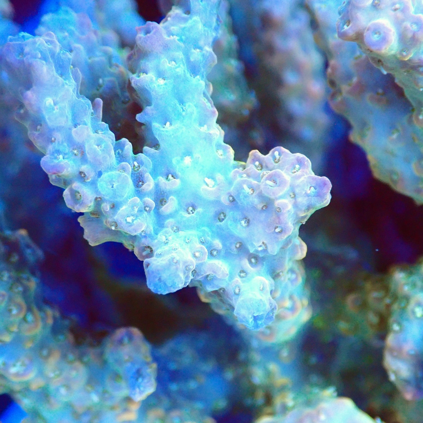 Acro Colony T3G3 macro