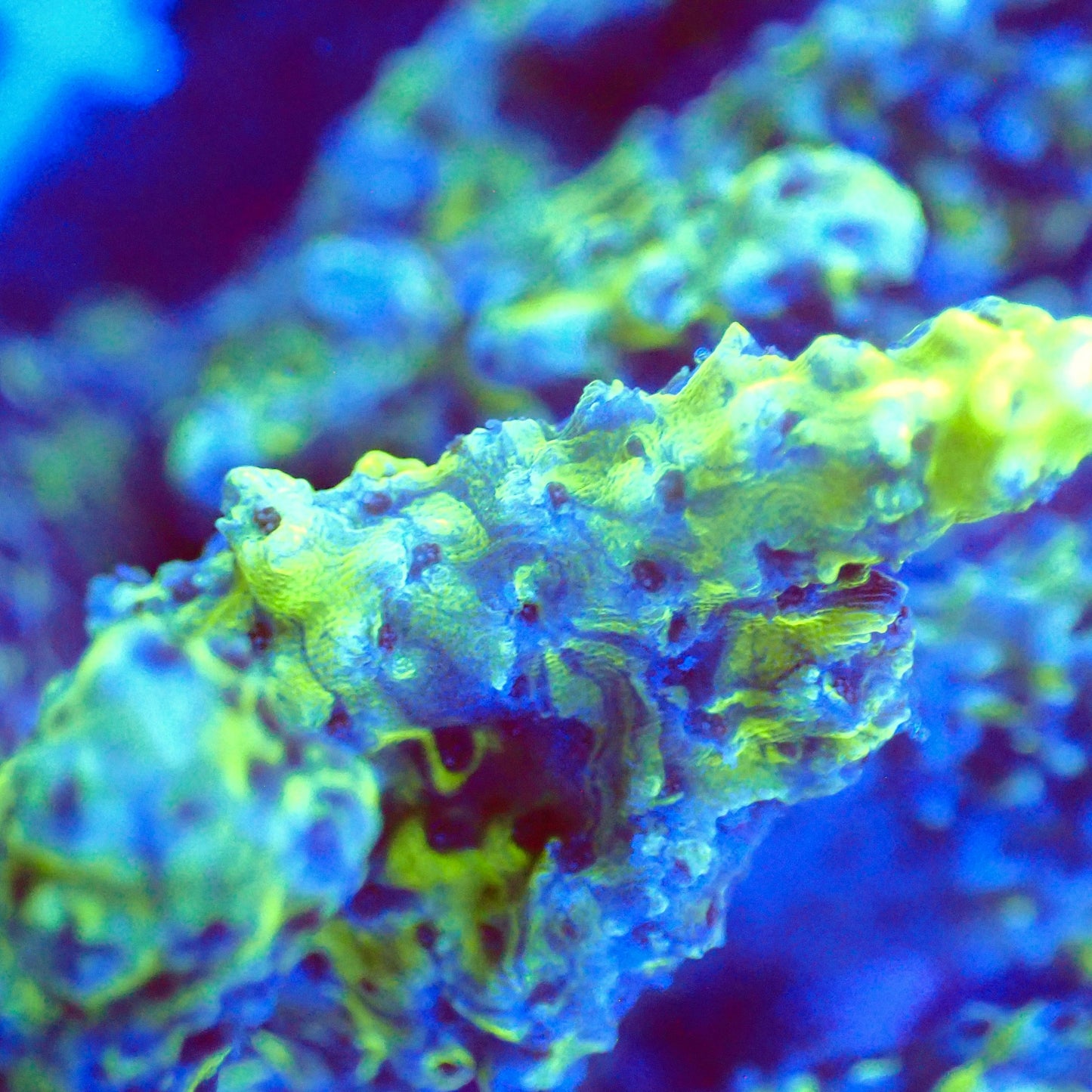 Acro Colony T3G4 macro