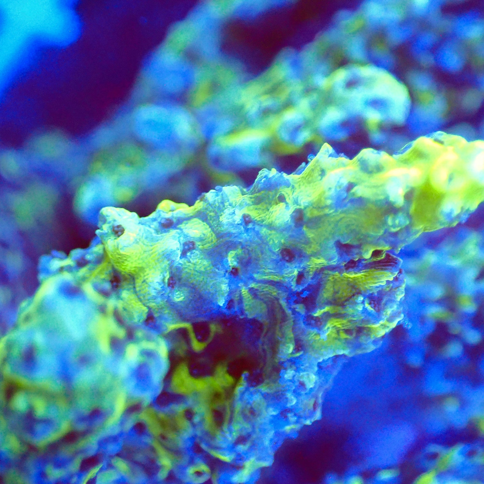 Acro Colony T3G4 macro