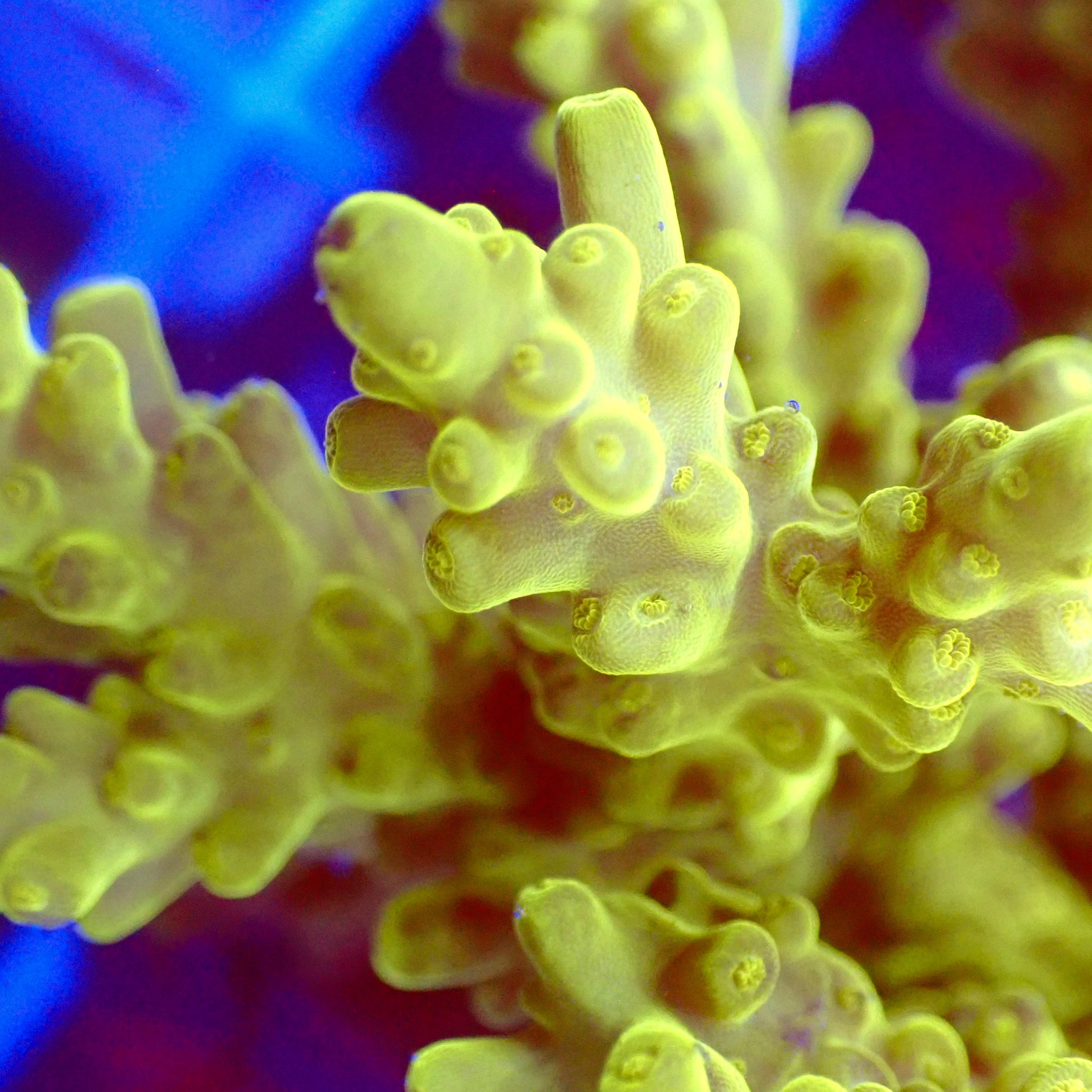Acro Colony T3G5 macro