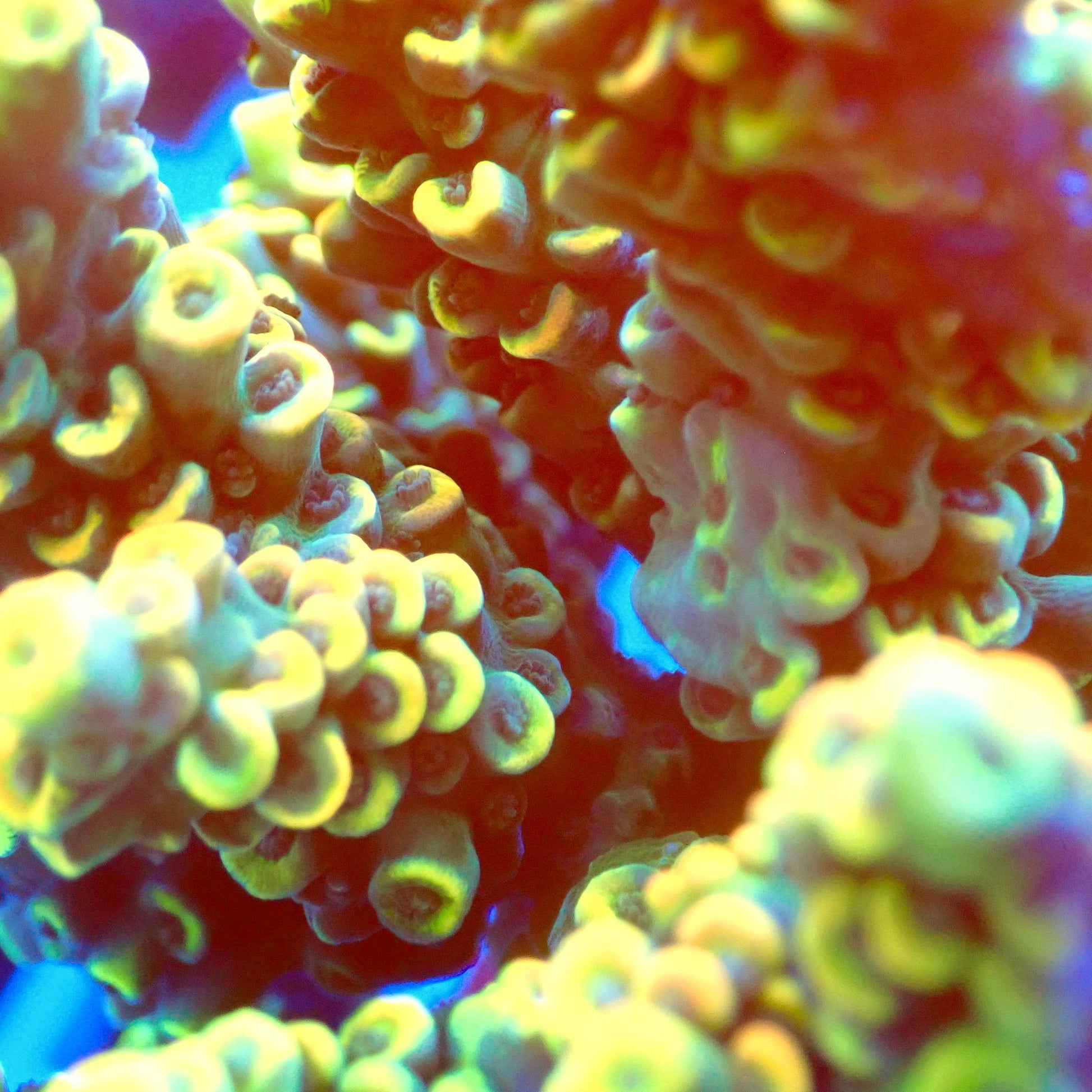 Acro Colony T3H1 macro